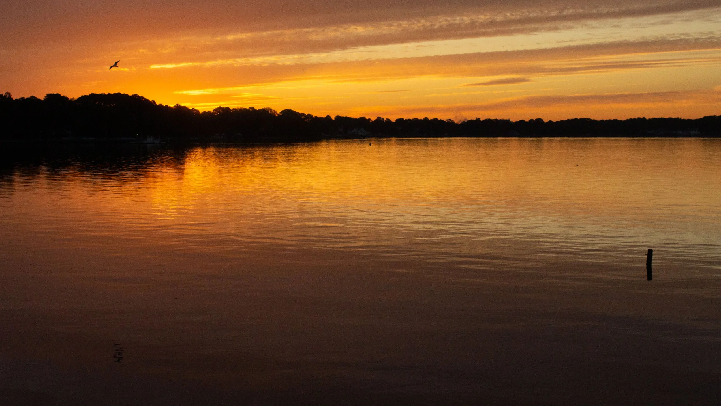 1:1 Seagull at Sunrise on the Lafayette River.JPG