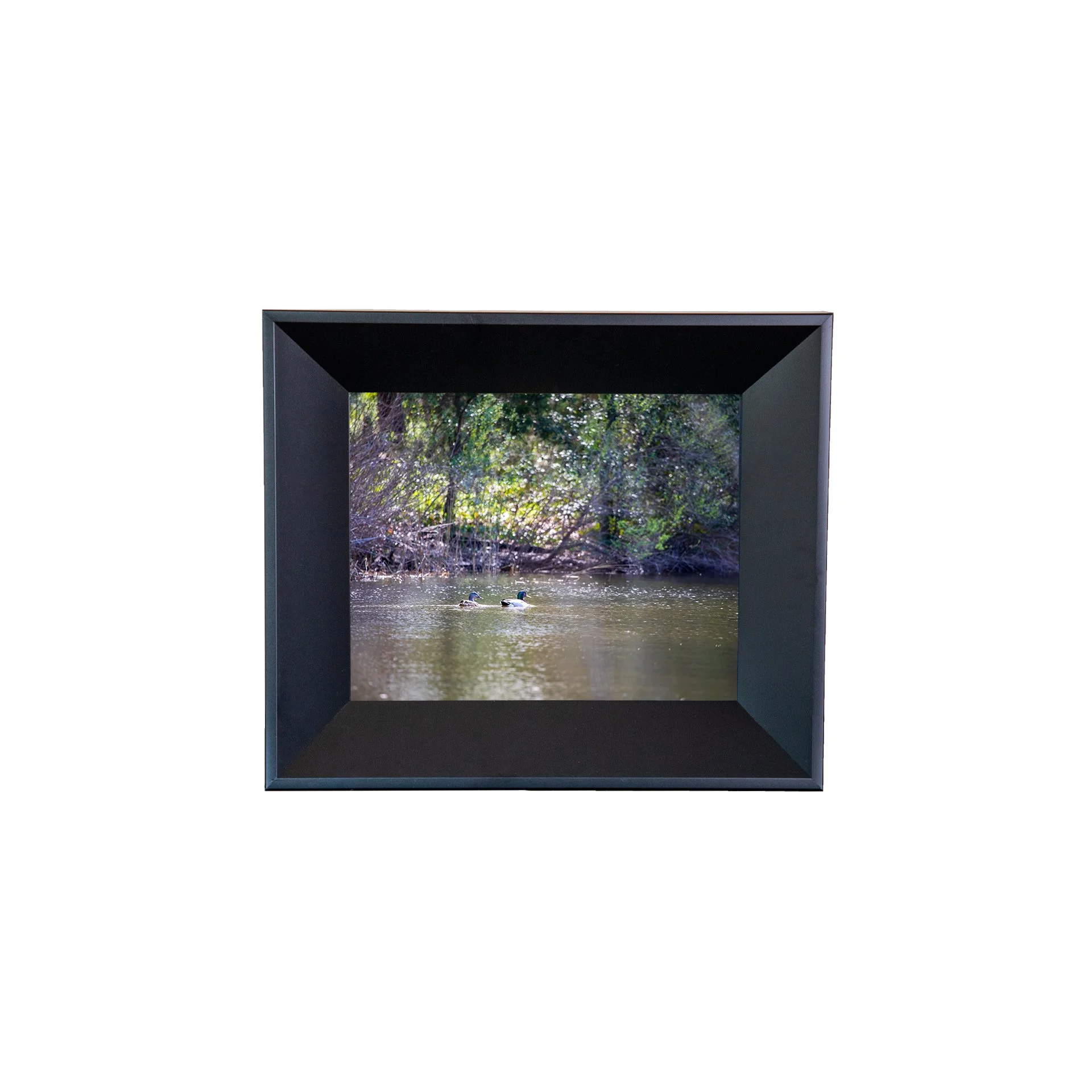 1:10 Duck Couple at First Landing Statepark- Mini.jpg
