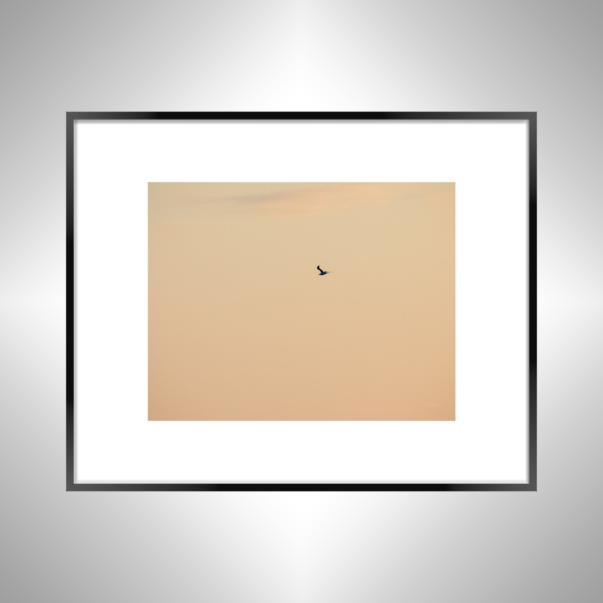 1:1 Orange Seagull- Black w: Border.jpg