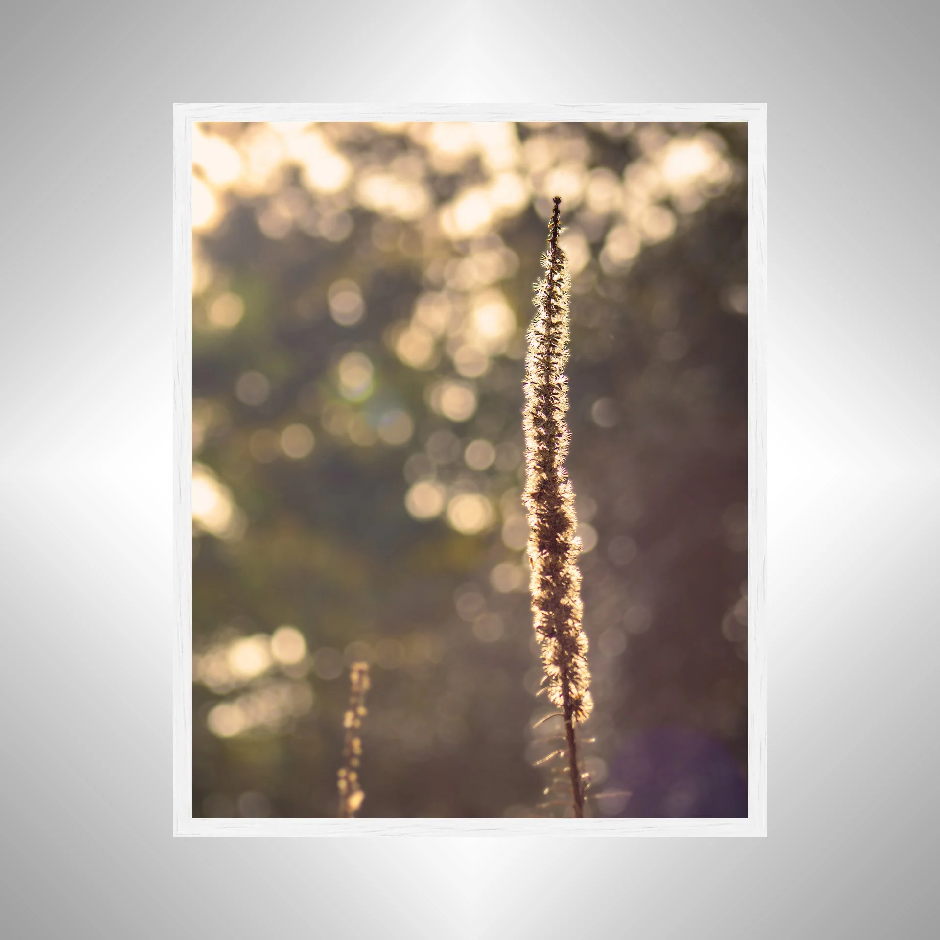 1:1 Foxglove in Winter- White Wood.jpg