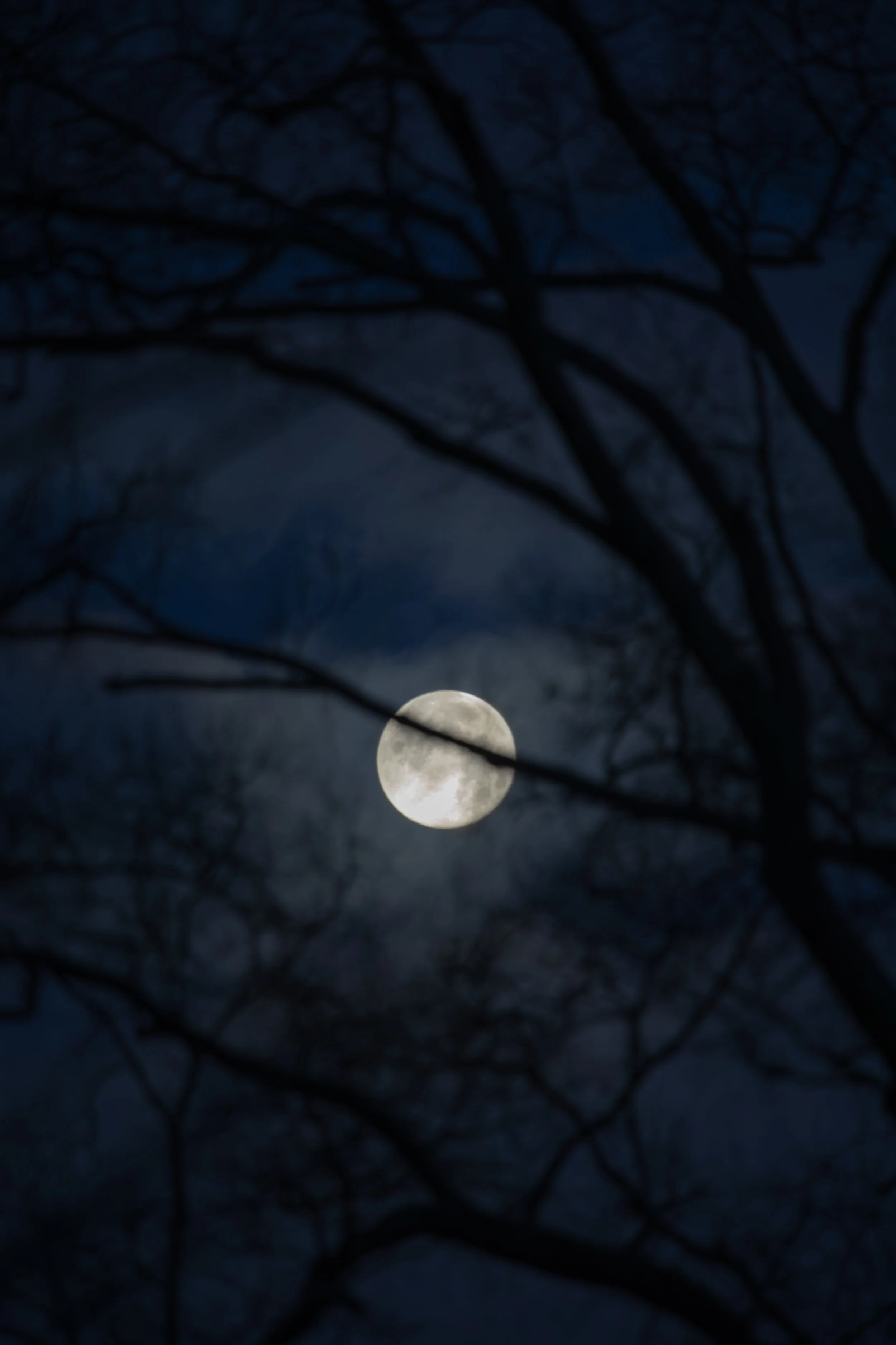 1:10 Moon thru Tree Branches.jpg