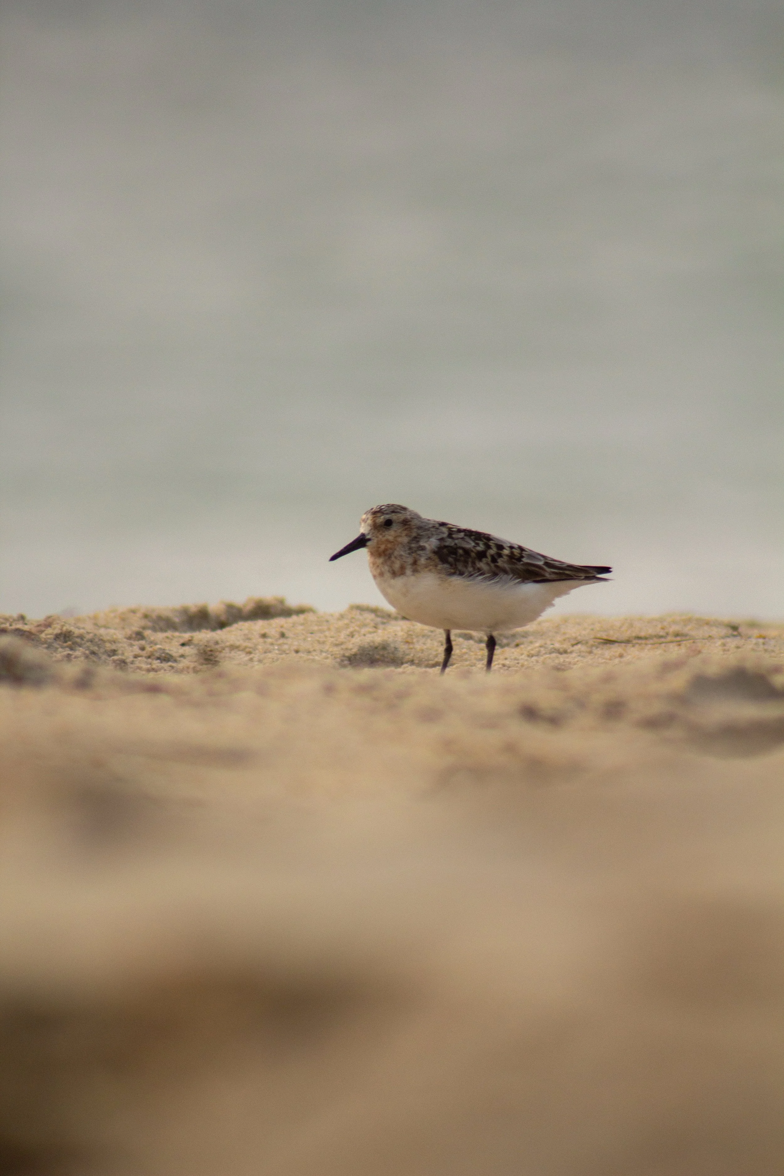 1:1 Spotted Sanderling in Hatteras.jpg