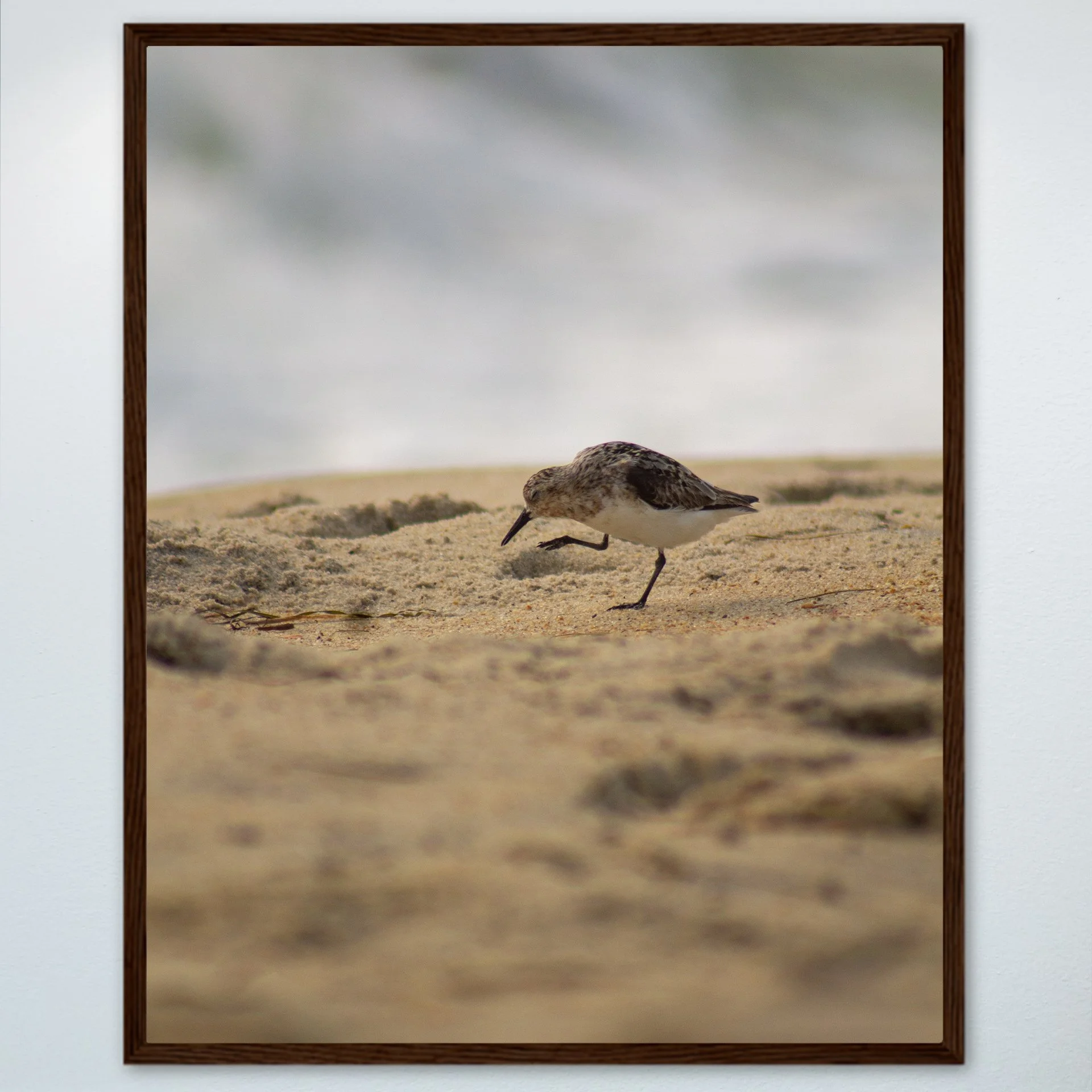 1:1 Rodanthe Sanderling Itching- Wood.jpg
