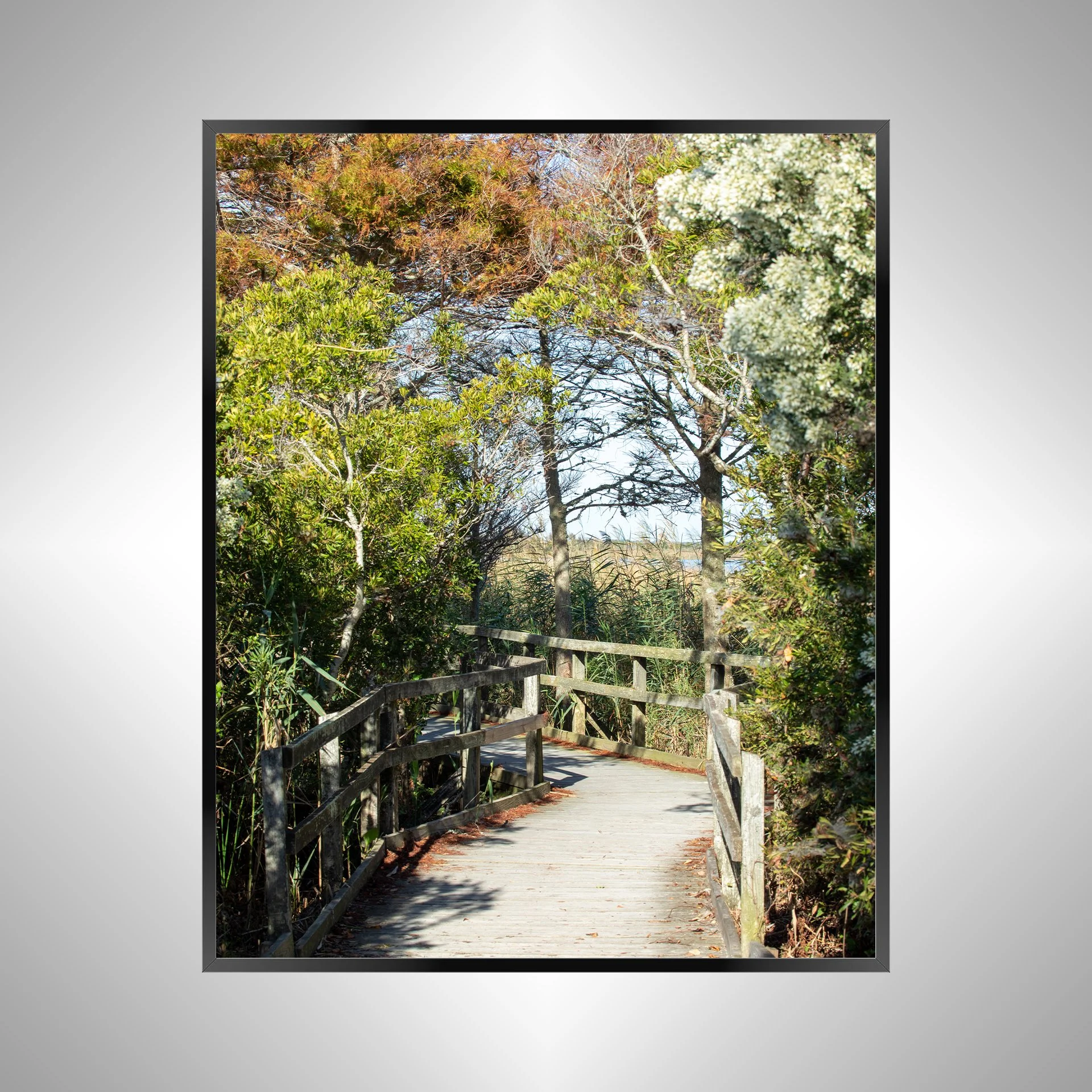 1/1 Back Bay National Wildlife Refuge Boardwalk