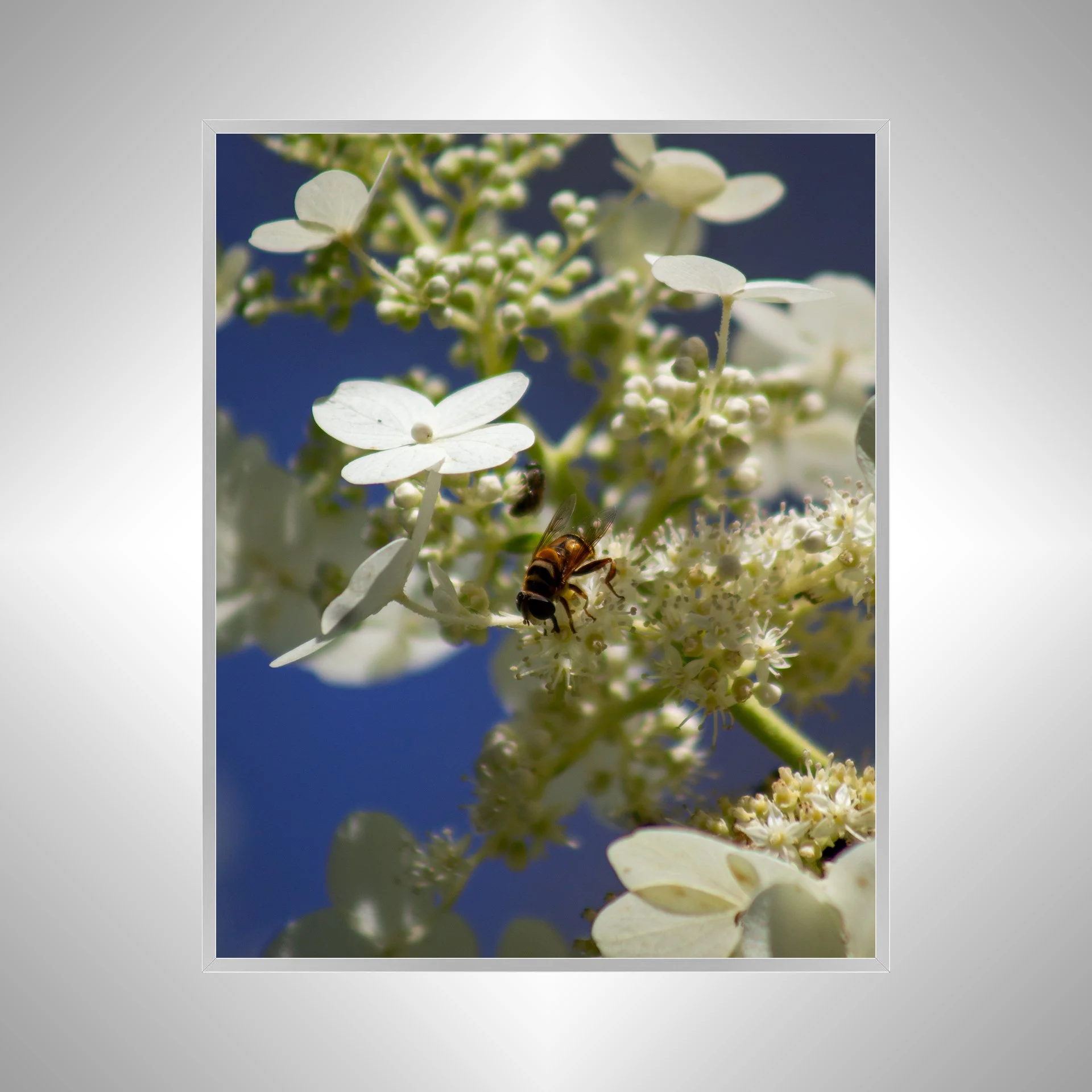 1:1 Pollinator in Norfolk- Silver.jpg
