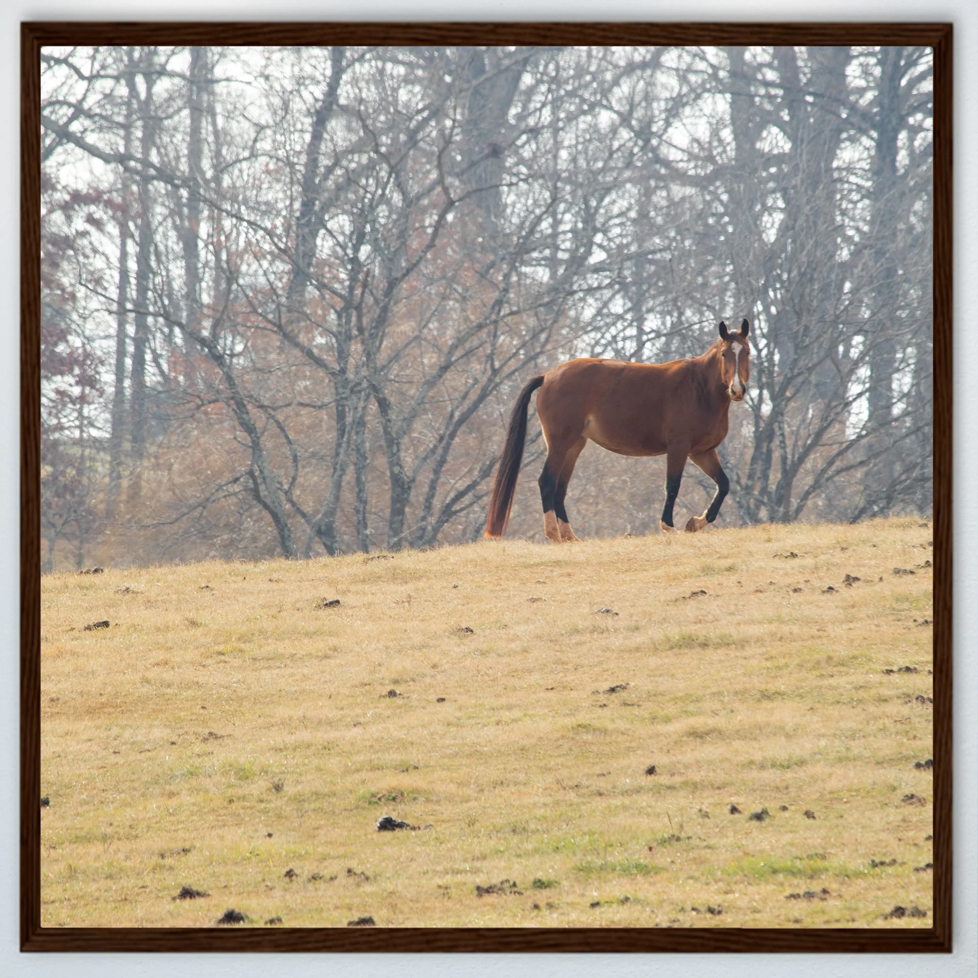 1:1 Shenandoah Horse (Square)- Wood.jpg