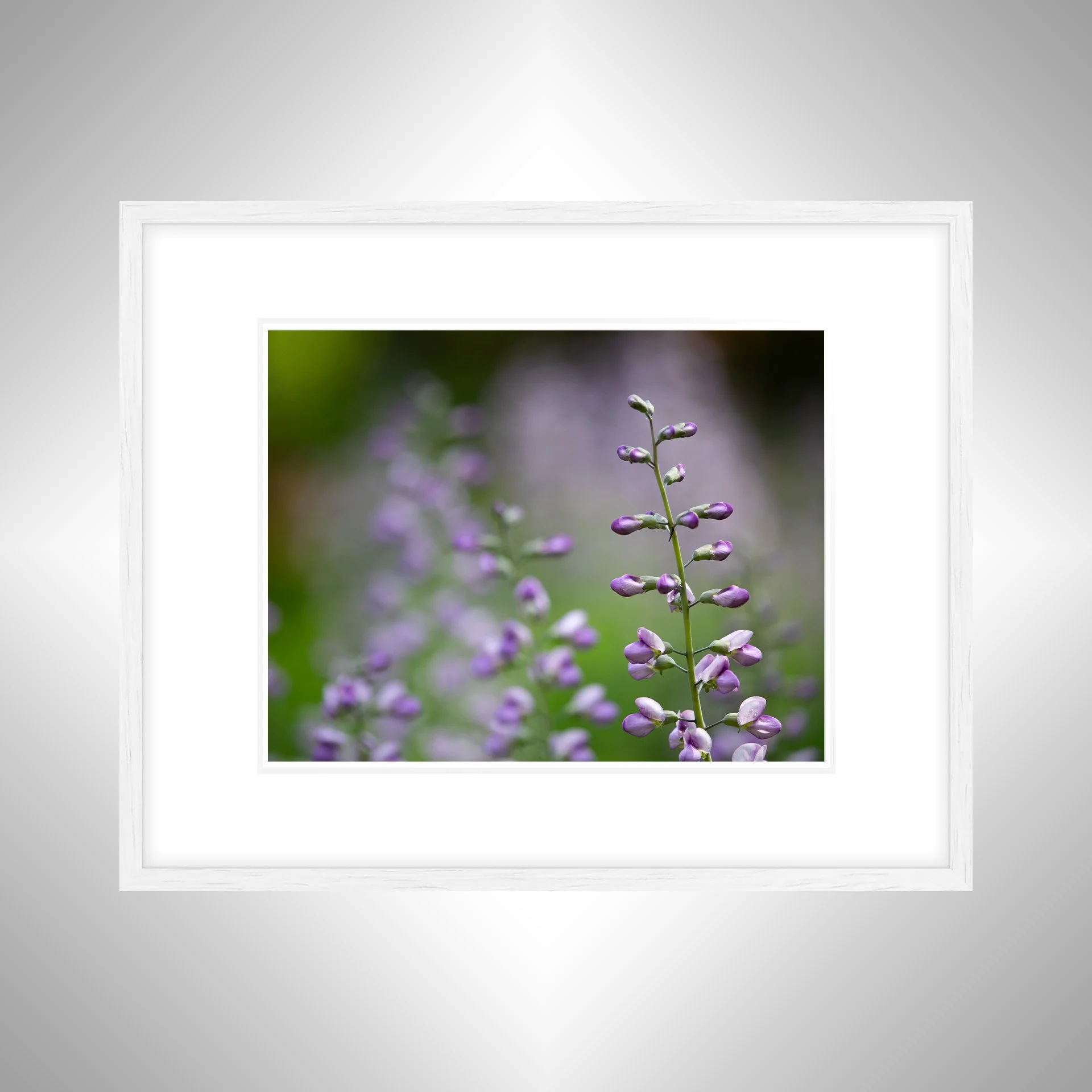 1:10 Baptisia 'Purple Smoke'- White w: Border.jpg