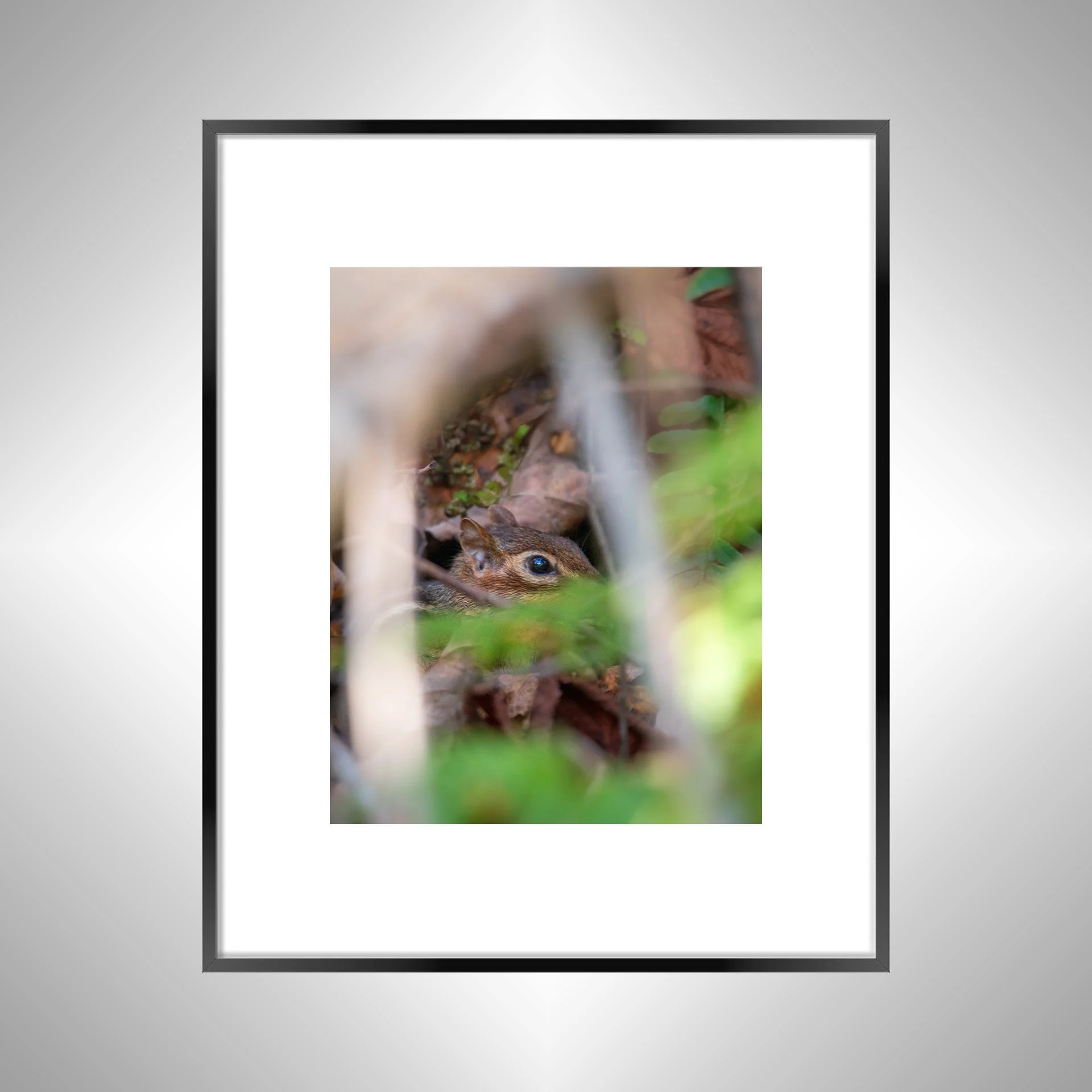 1:1 Shenandoah Mountain Chipmunk thru Foliage- Black w: Border.jpg