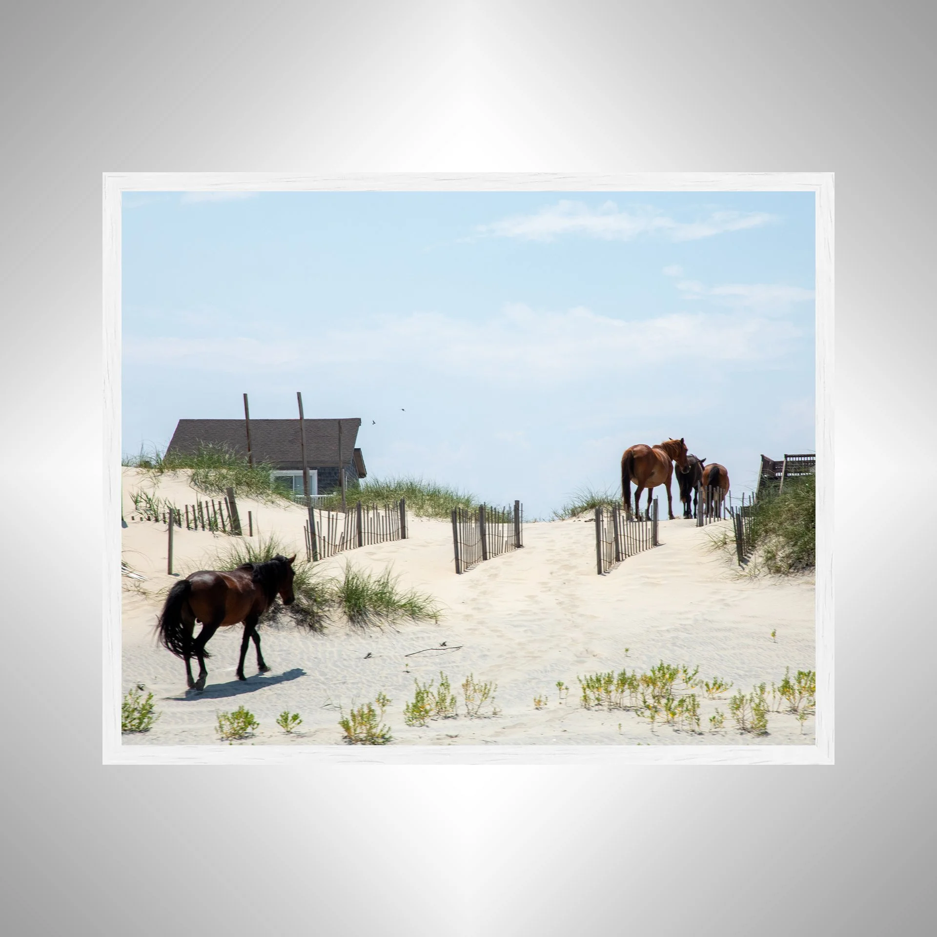 1:1 Wild Horses in OBX (Carova, NC)- White.jpg