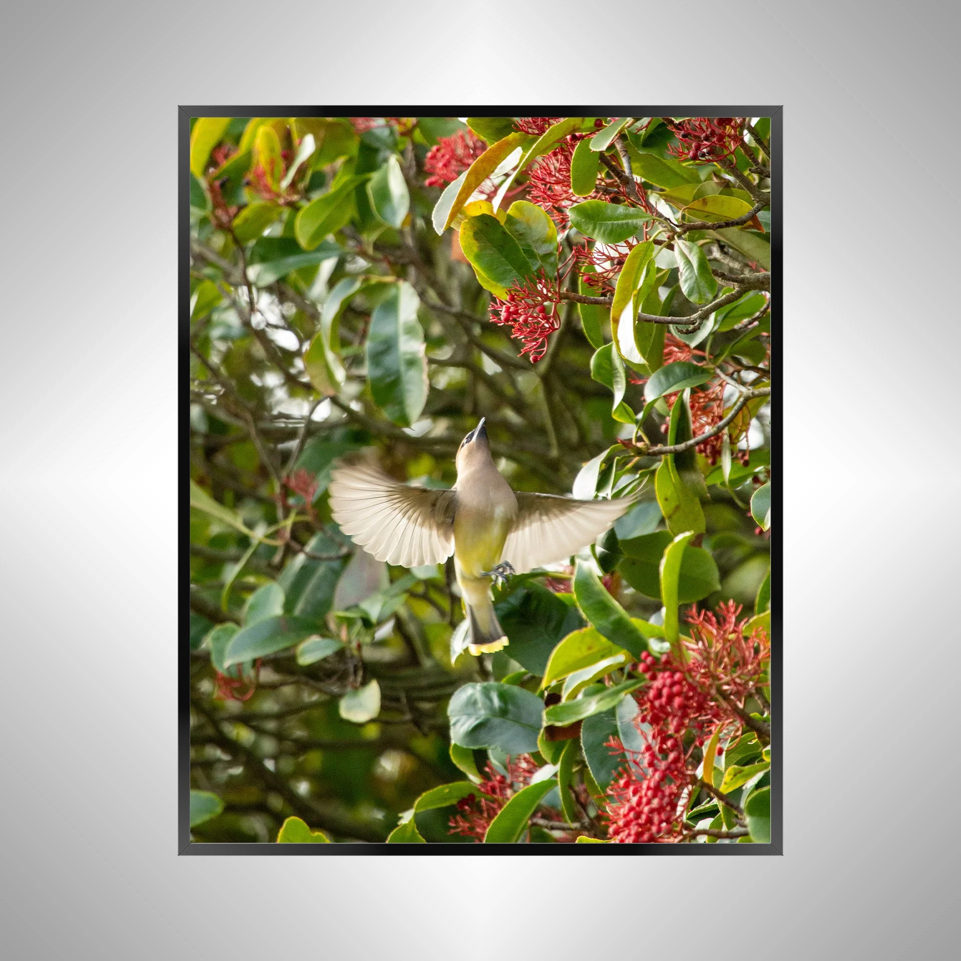 1/10 Cedar Waxwing Picking Berries