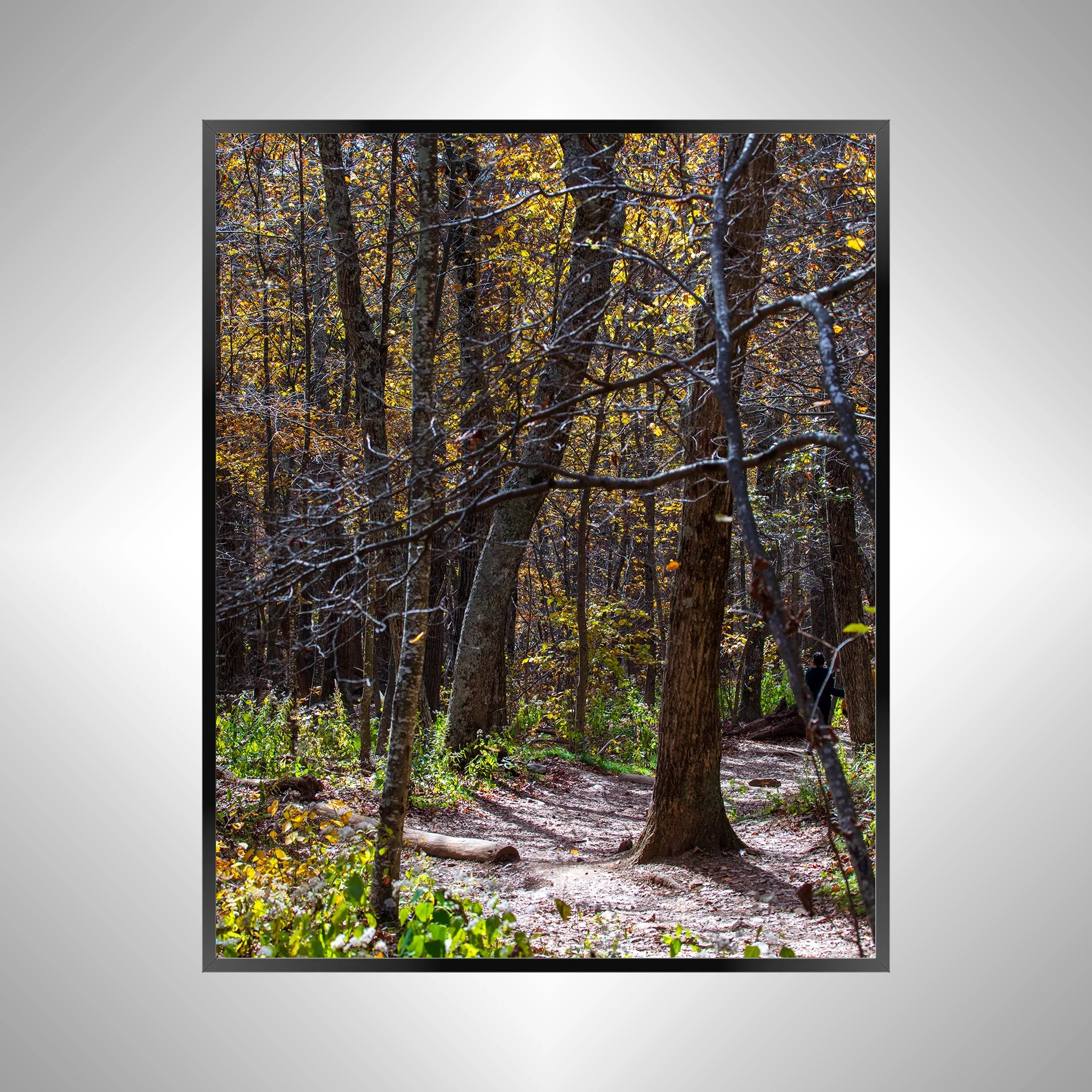 1/1 Shenandoah National Park Tree Trail