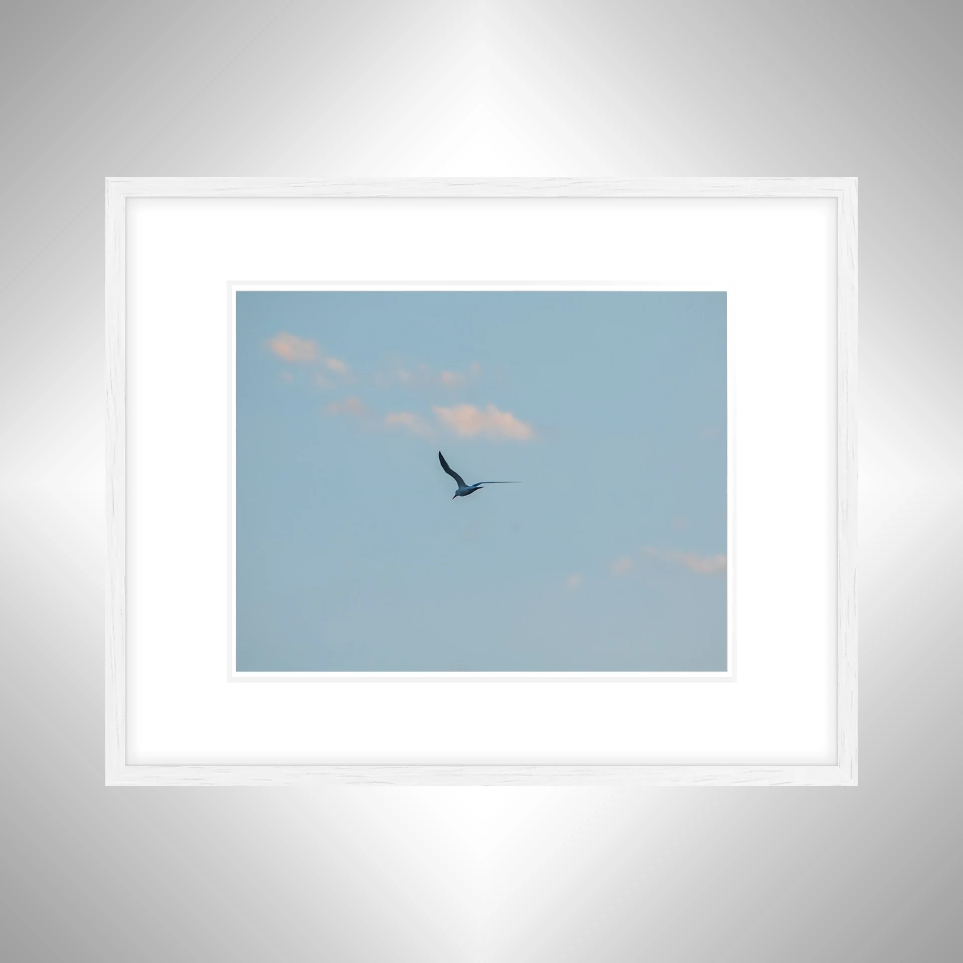 1:1 Seagull + Pink Clouds- White w: Border.jpg