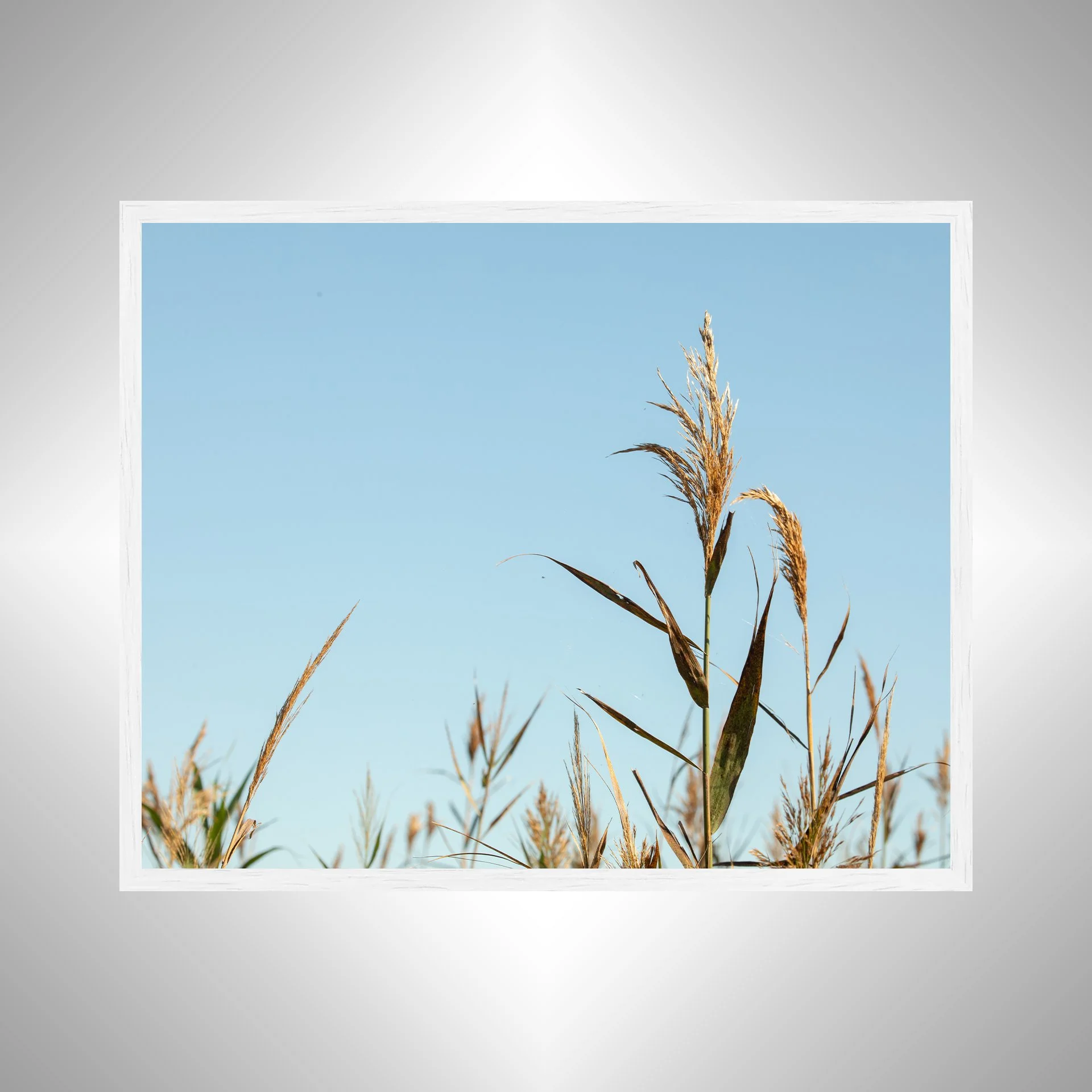 1:1 Back Bay Reeds- White Wood.jpg