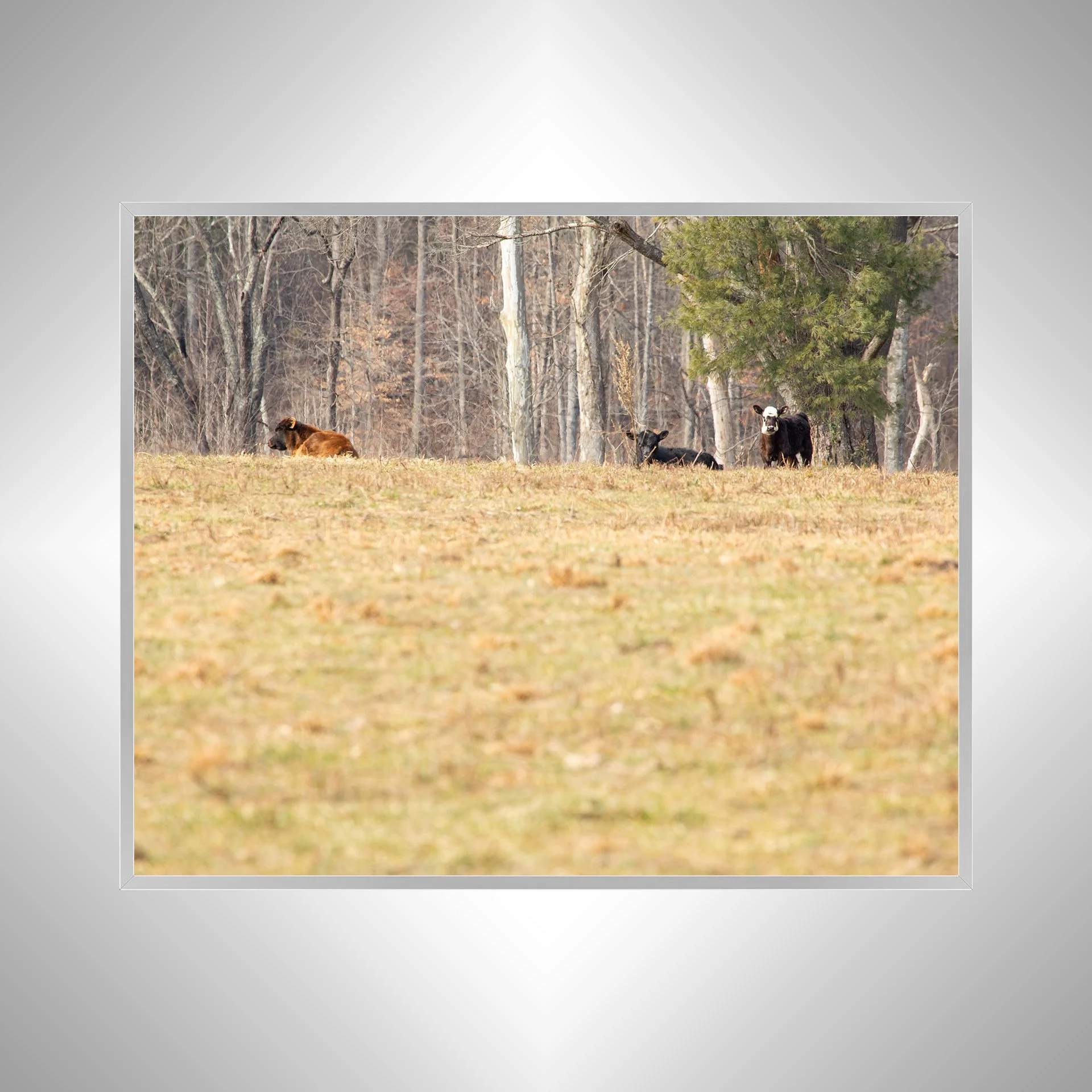1:10 Cows on Shenandoah Hill Silver.jpg