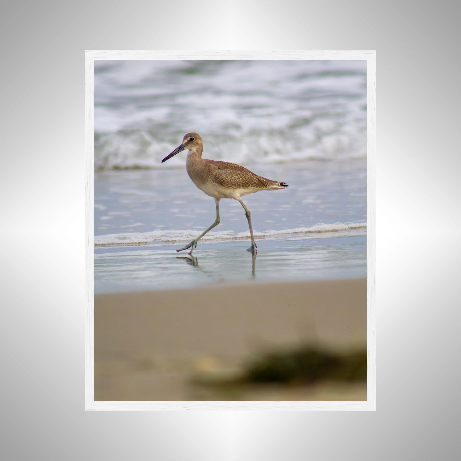 1:1 Willet Walking- White.jpg