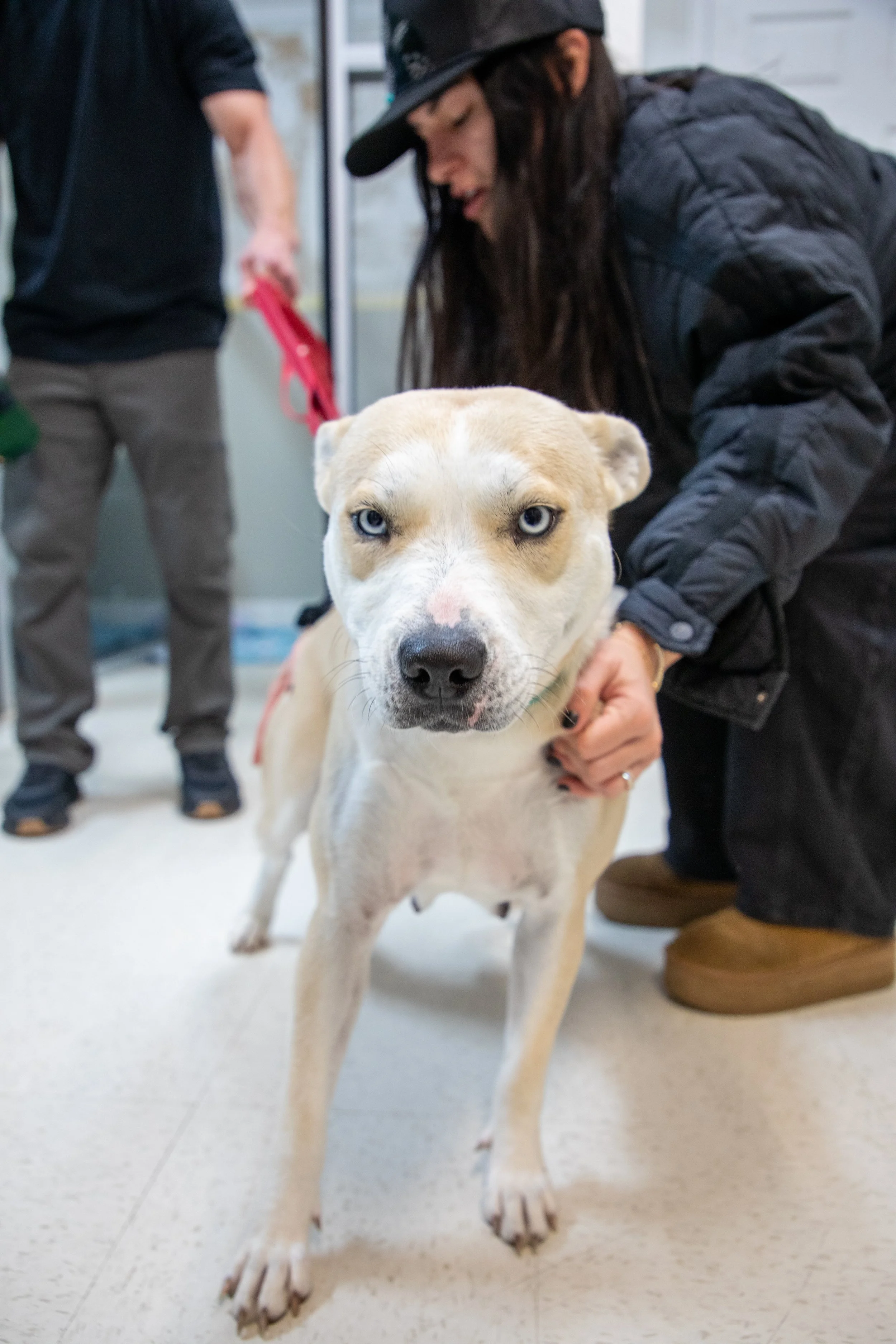Photo & Video by Will Locke Pet Photography in Virginia Beach, VA at Hope For Life Rescue. A dog with blue eyes standing indoors, with a woman in black crouching next to it and another person in the background holding a leash.