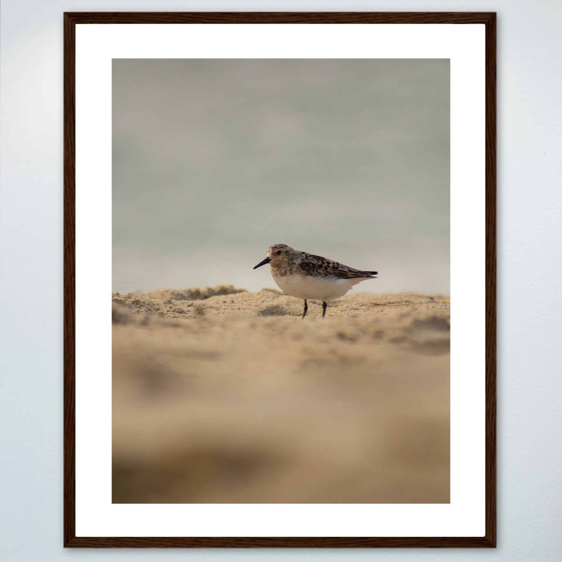 1:1 Spotted Sanderling in Hatteras- Wood w: Border.jpg