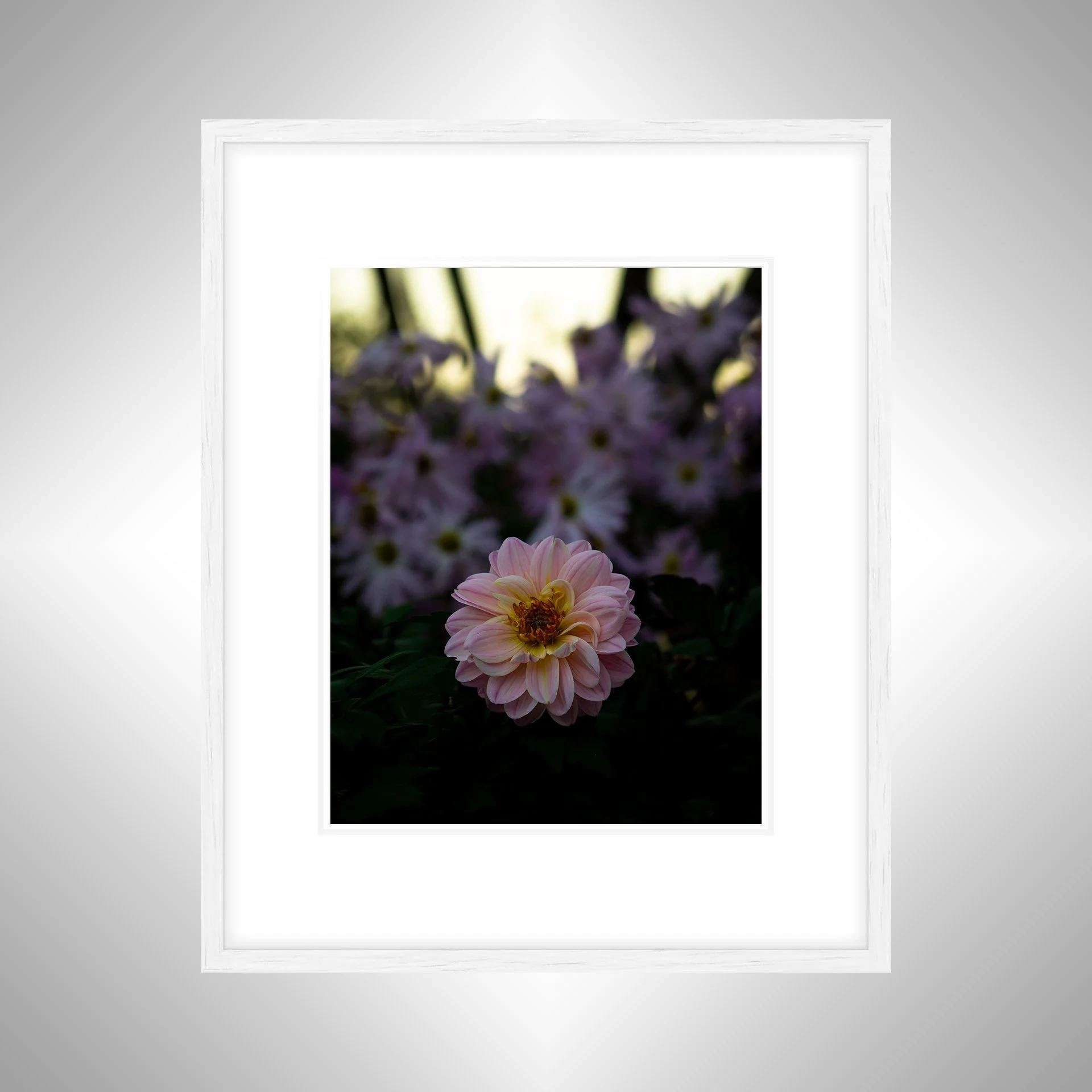 1:10 Pink Dahlia at Botanical Gardens- White w: Border.jpg