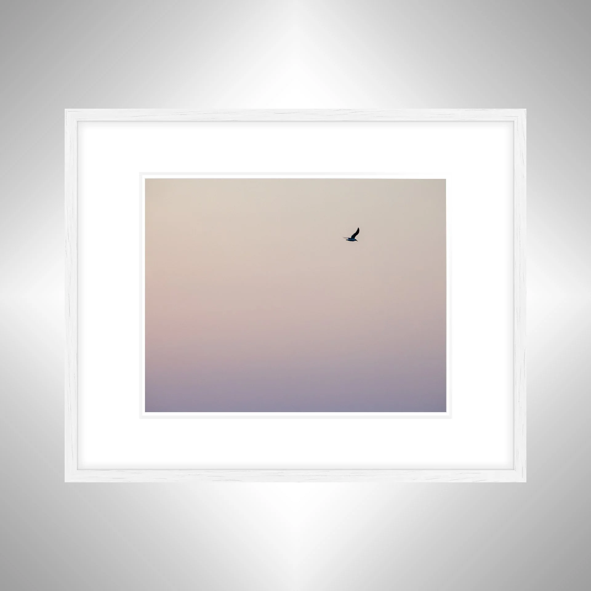 1:1 Seagull Flying on Pink Gradient- White w: Border.jpg