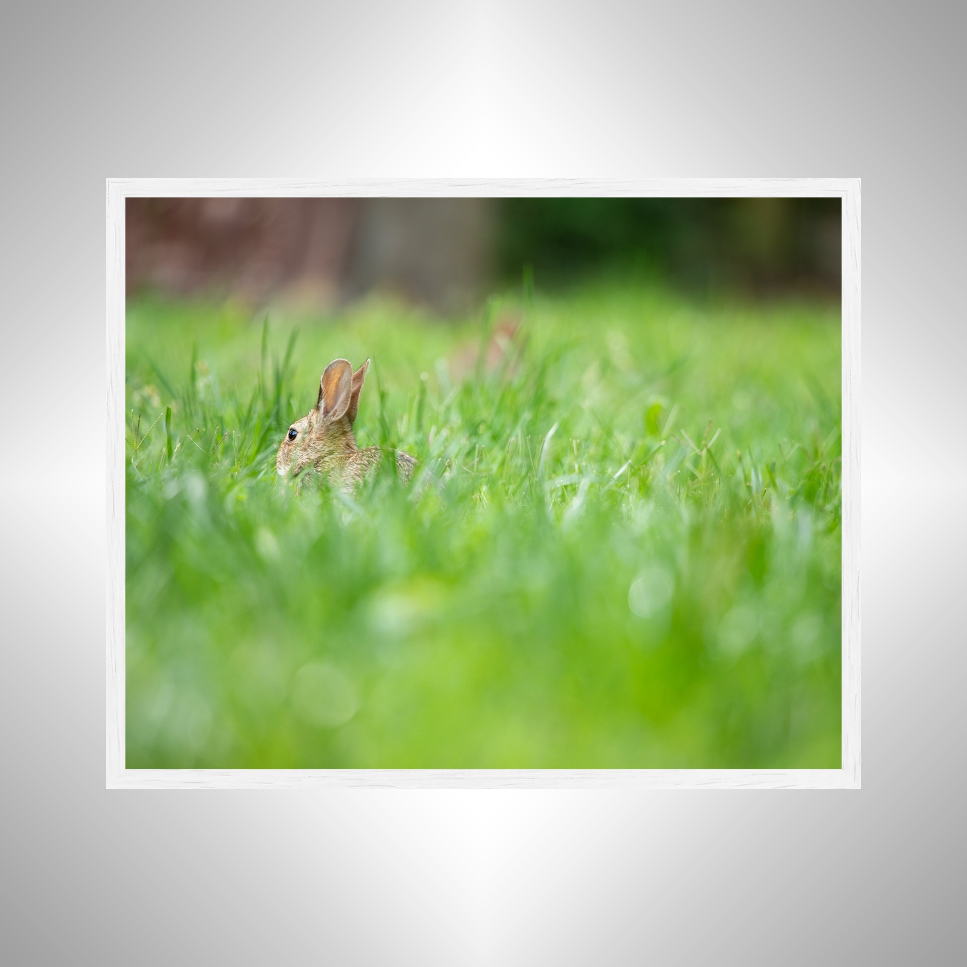 1:1 Rabbit in Grass- White.jpg