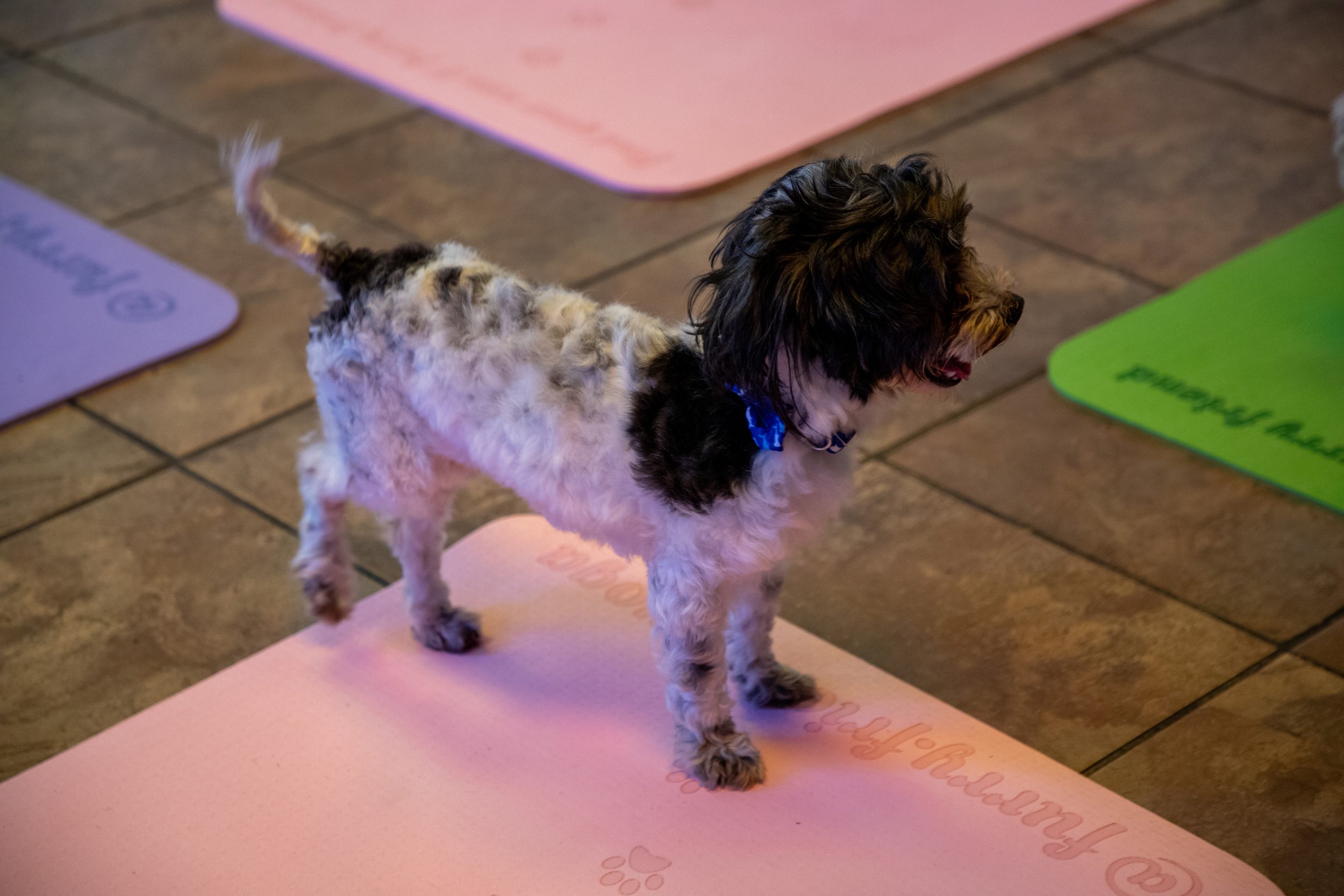 Marketing and Event Photography by Will Locke. A small dog standing on a pink exercise mat indoors, with several other colorful exercise mats nearby on a tiled floor.