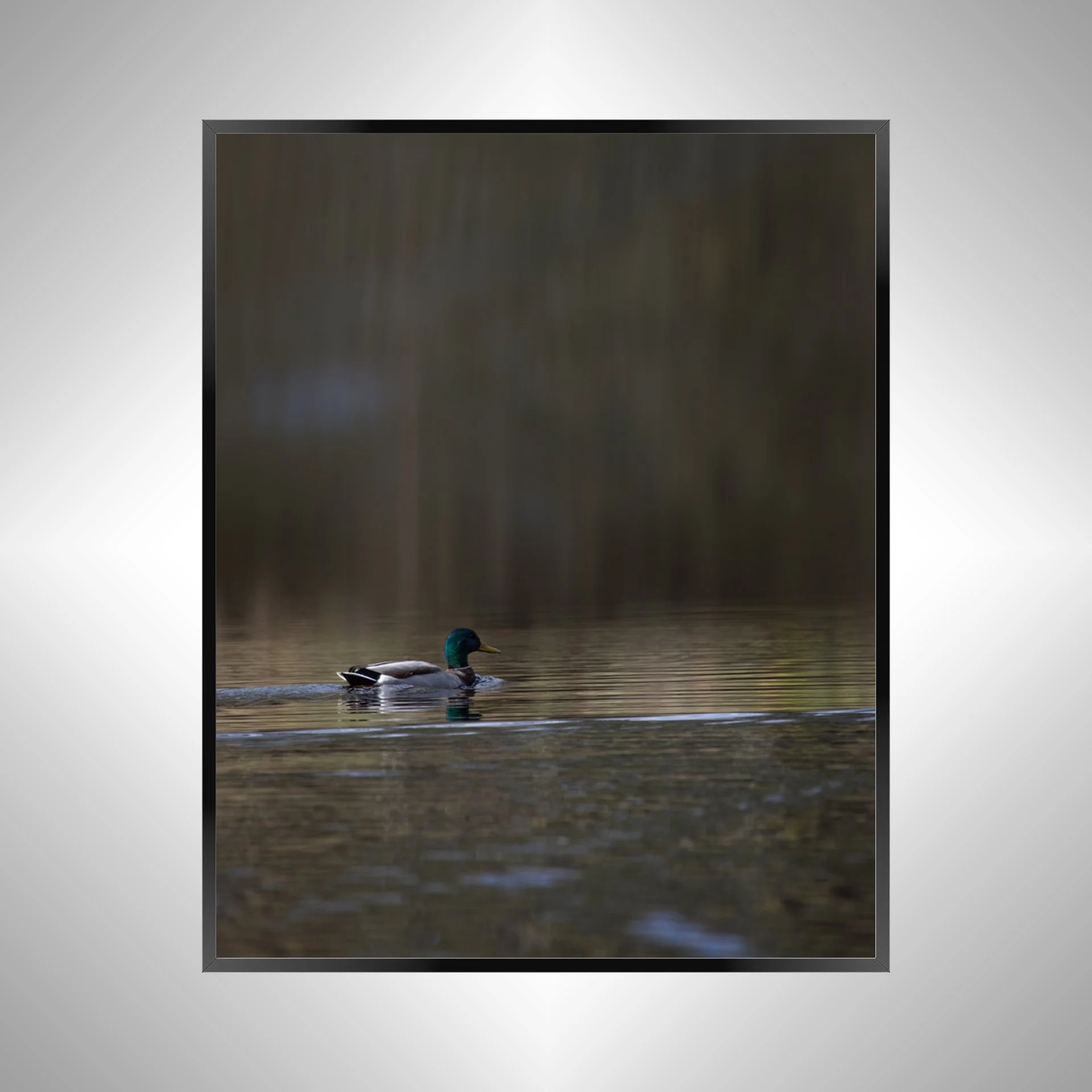 1/1 Duck at Seashore State Park Edit