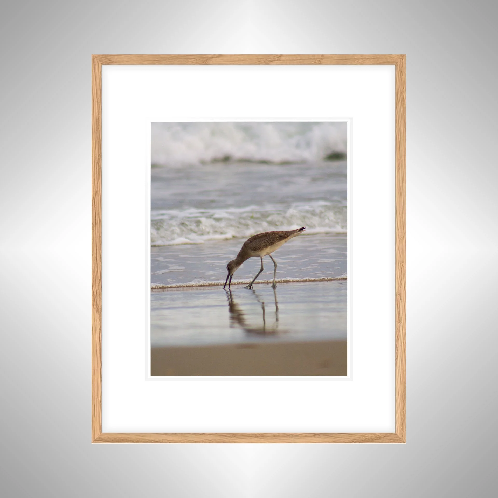 1:1 Willet Eating Reflection- White w: Border copy NATTY.jpg
