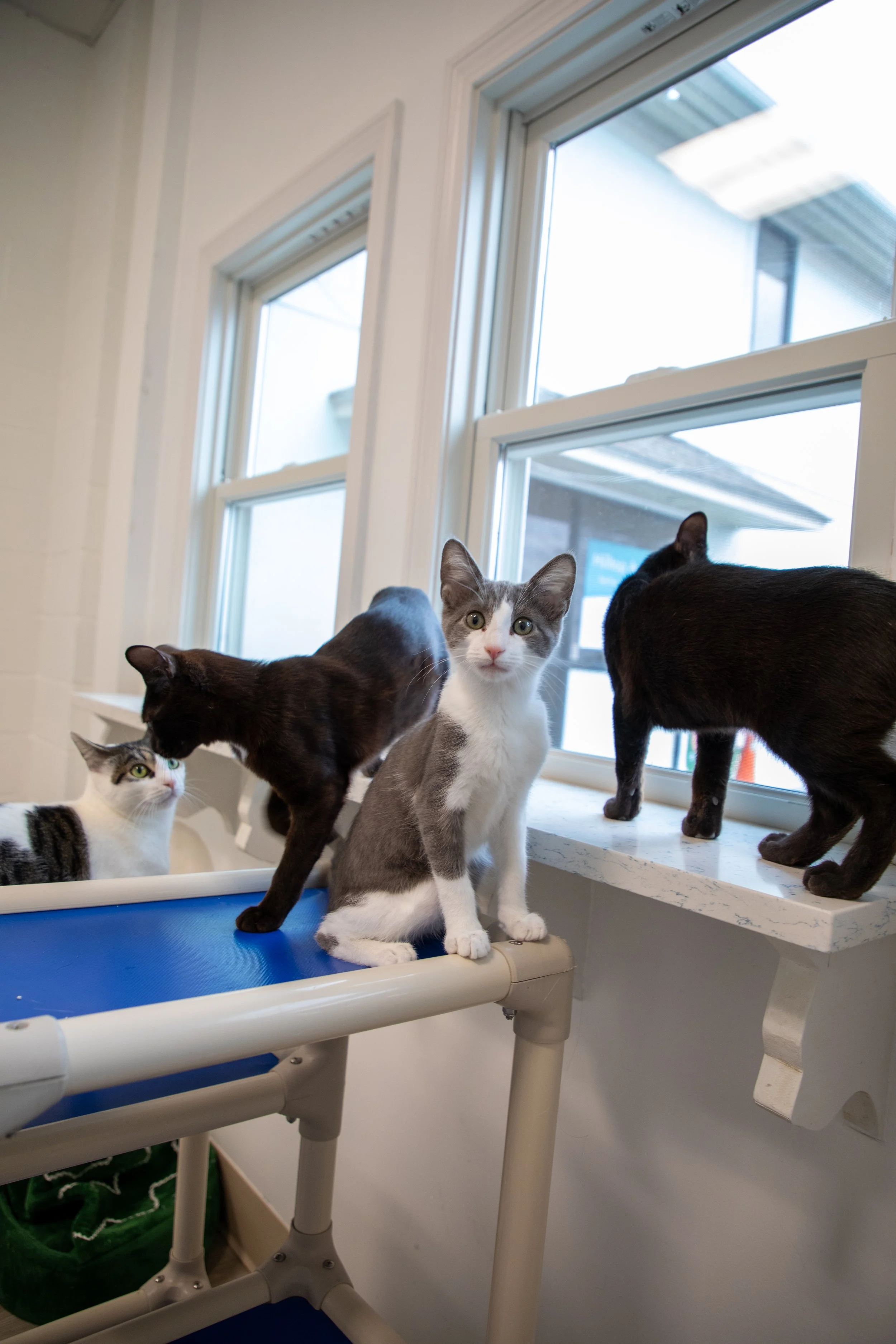 Will Locke Pet Photography- Hope For Life 12:28:2025 102.jpg