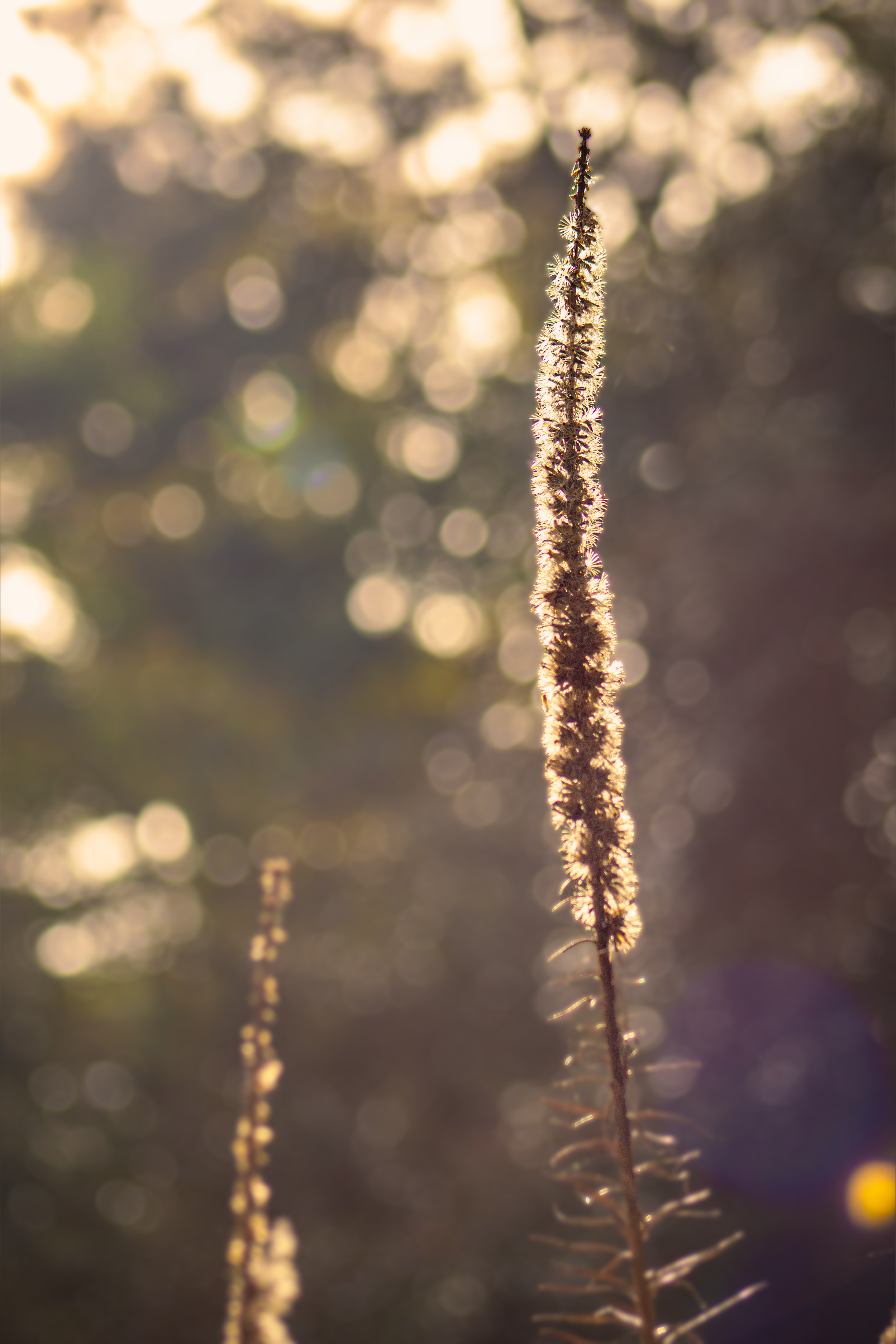 1:1 Foxglove in Winter.png