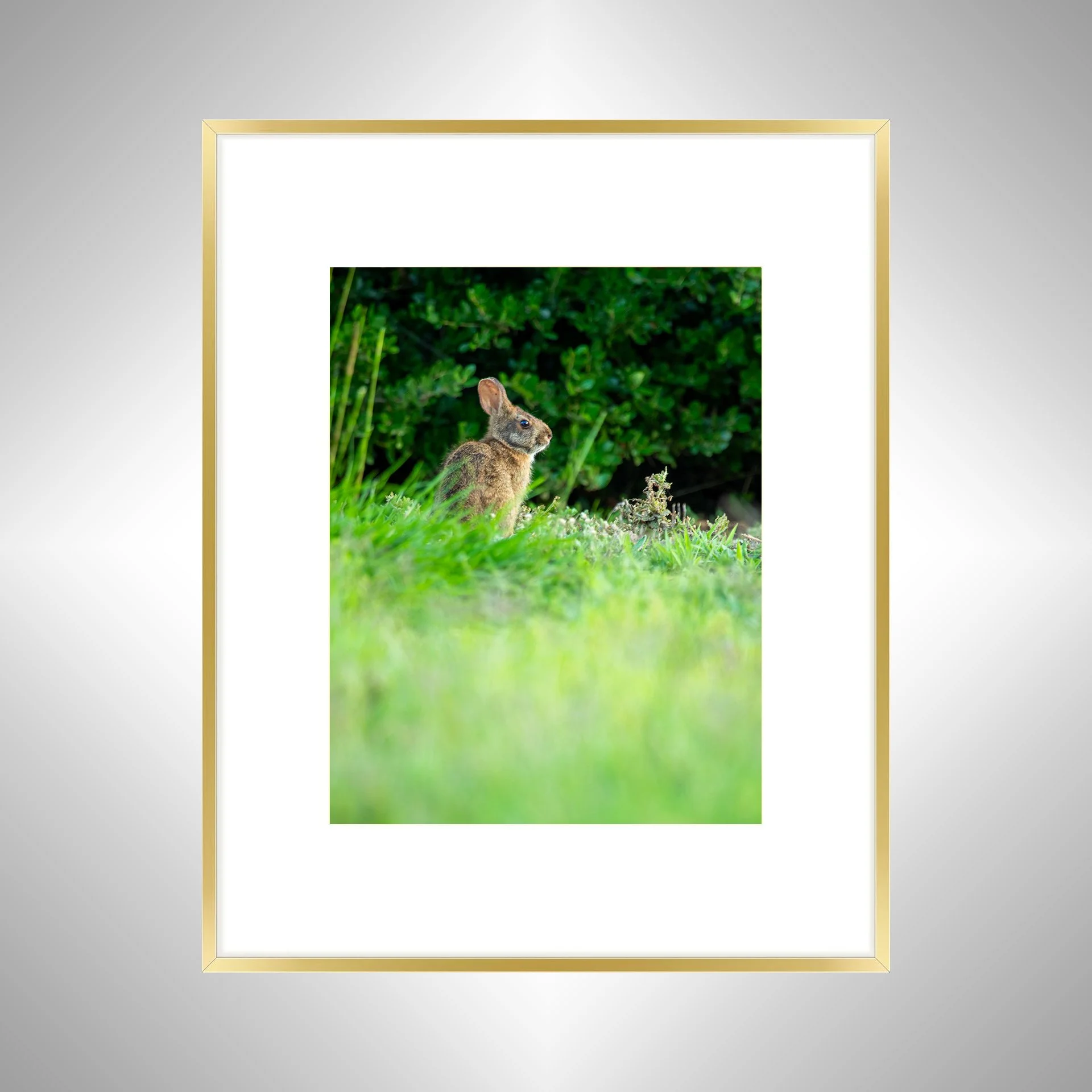 1:1 Dune Bunny in Duck, NC (Portrait)- Gold Metal w: Border.jpg