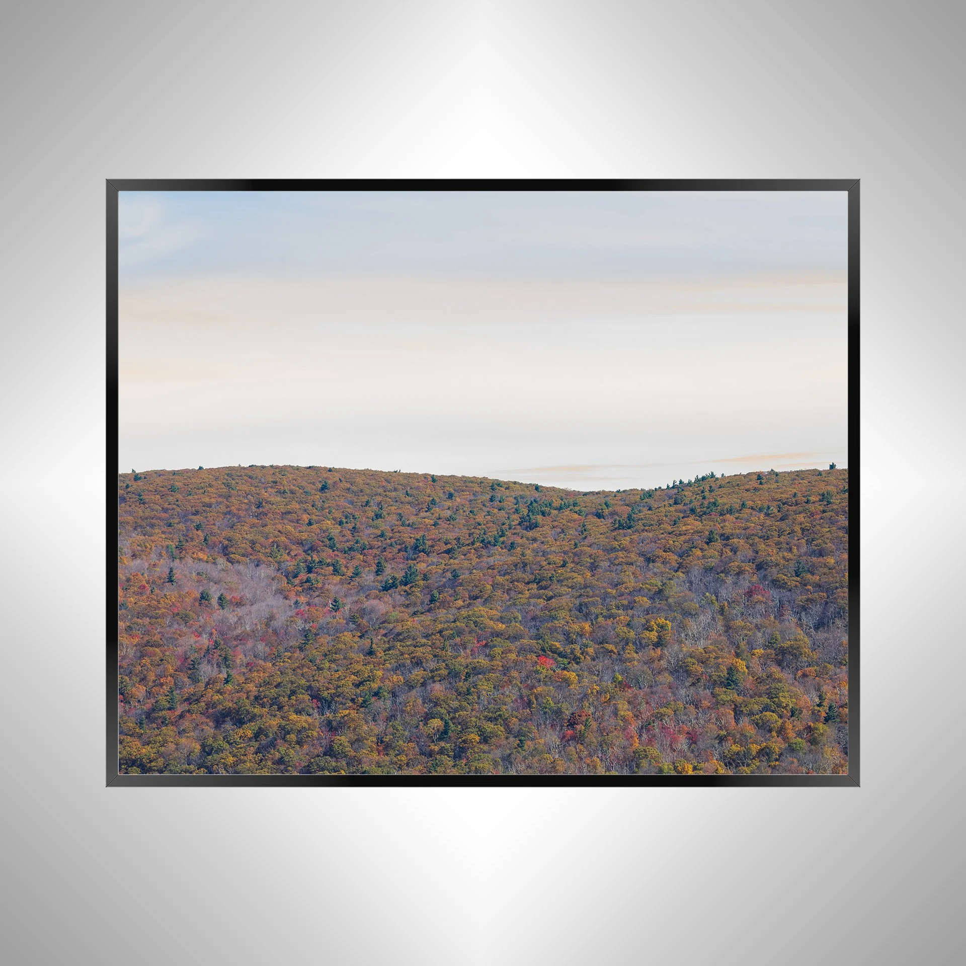 1/1 Shenandoah Mountain Tree Canopy at Fall