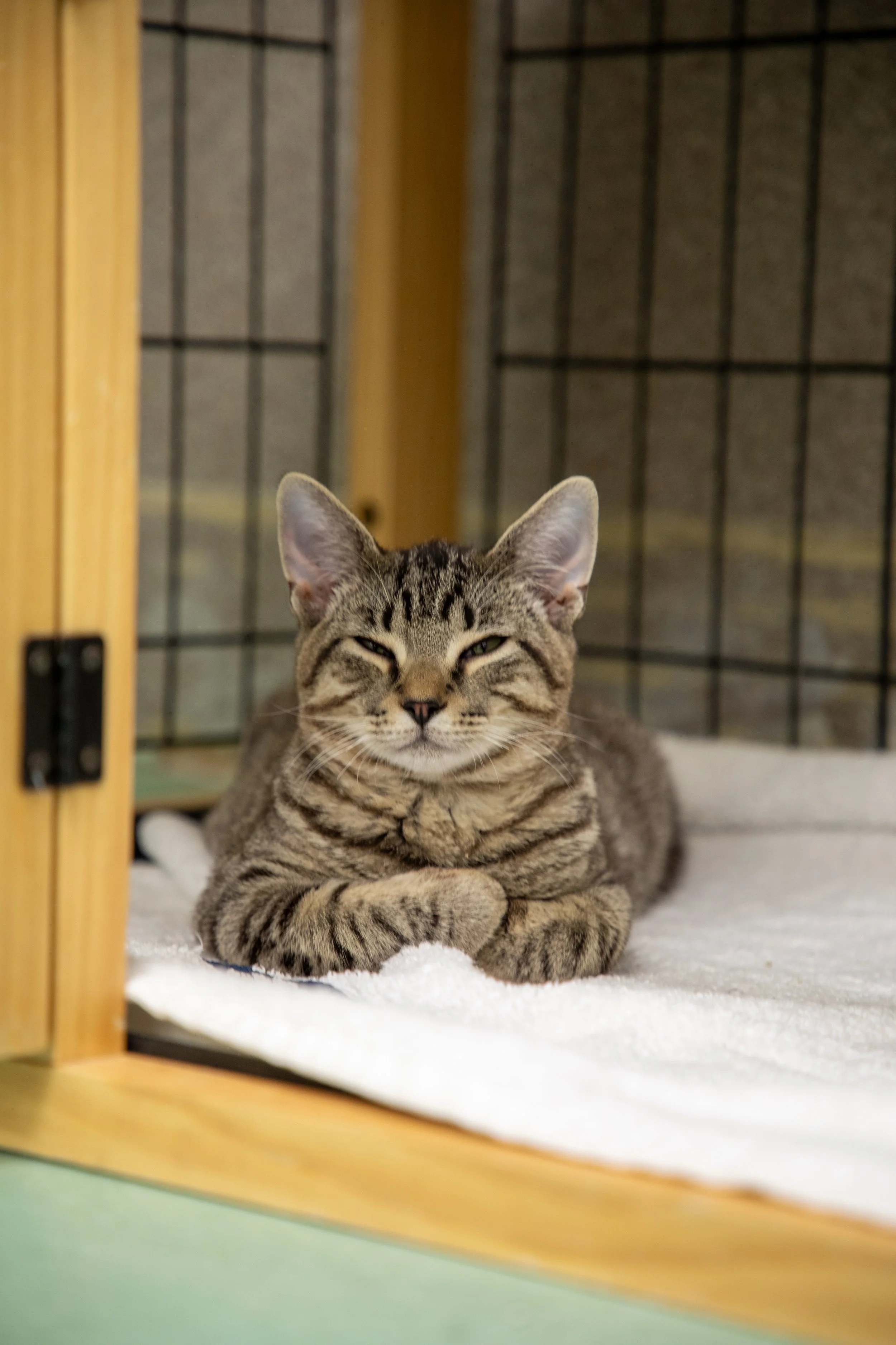 Will Locke Pet Photography- HopeForLife Unwatermarked51.jpg