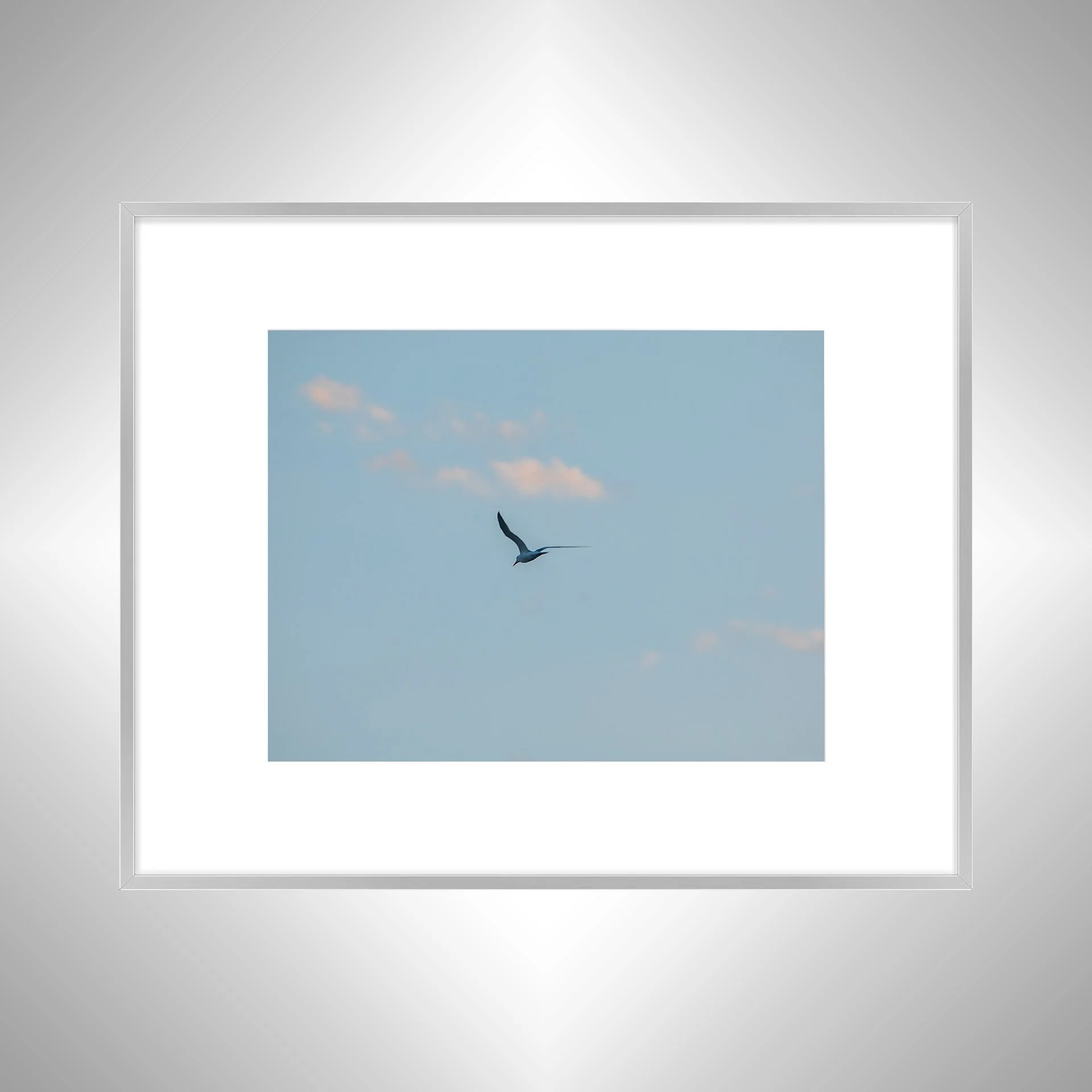 1:1 Seagull + Pink Clouds- Silver w: Border.jpg