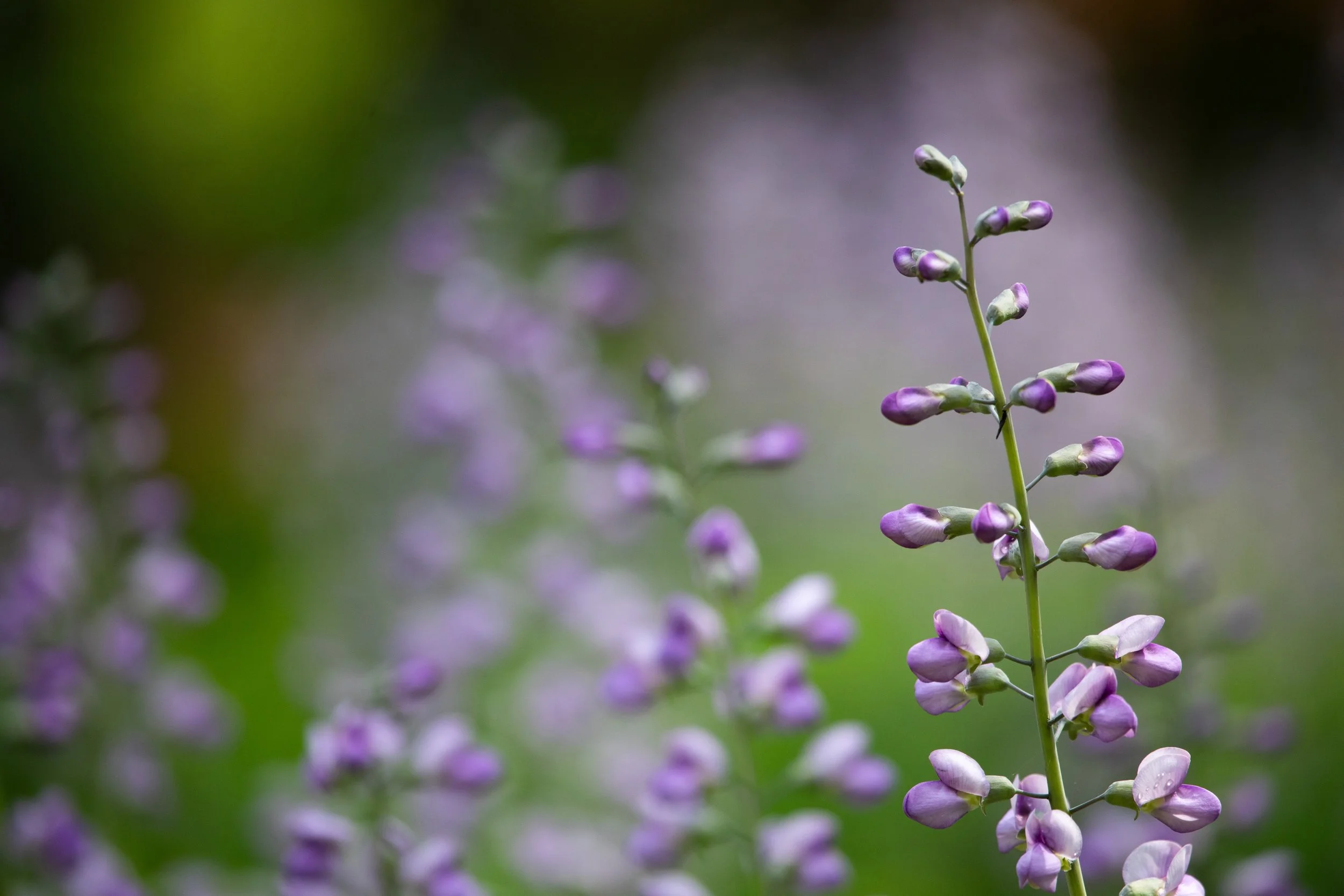 1:10 Baptisia 'Purple Smoke'.jpg