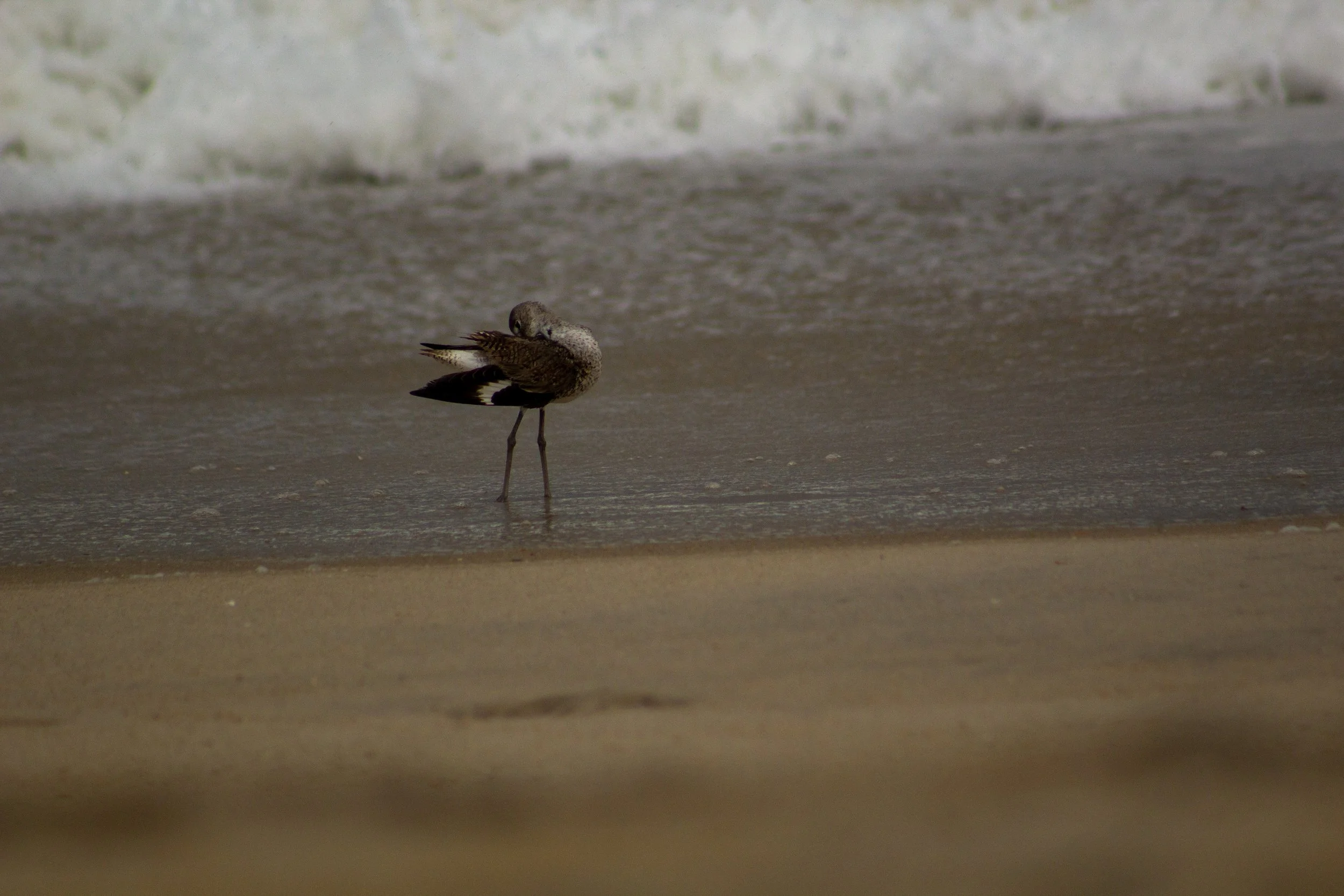 1:1 Willet Cleaning.jpg