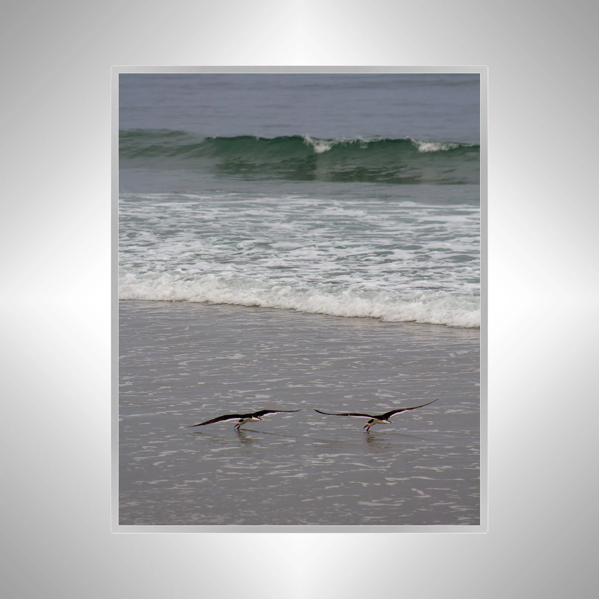 1:1 Oyster Catcher Couple Hunting in Carova- Silver.jpg