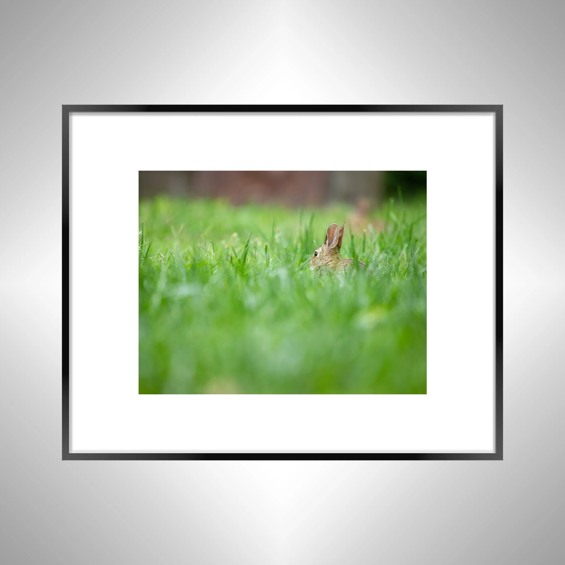 1:1 Rabbit Relaxing- Black w: Border.jpg