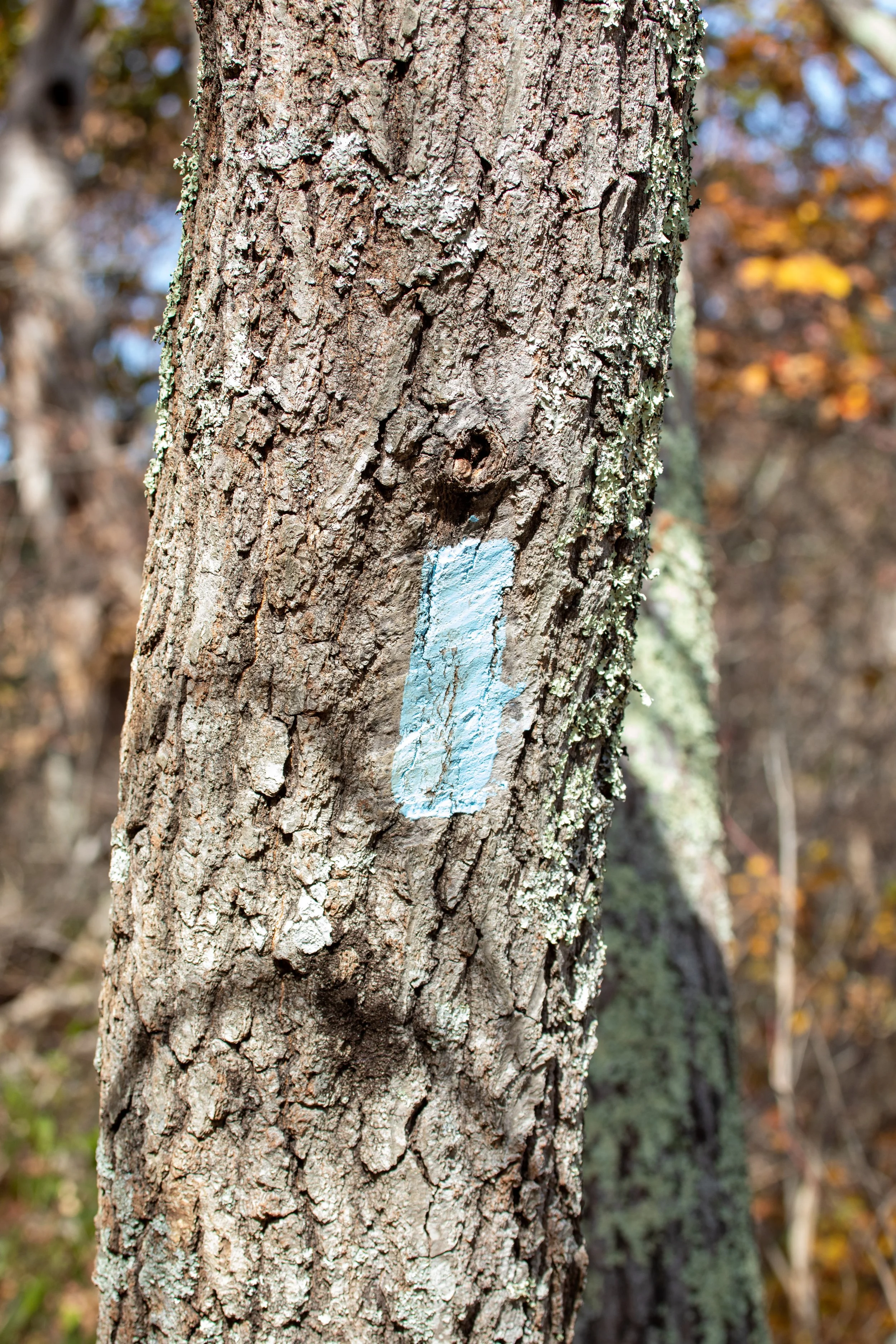 1:10 Appalachian Trail Blaze.jpg