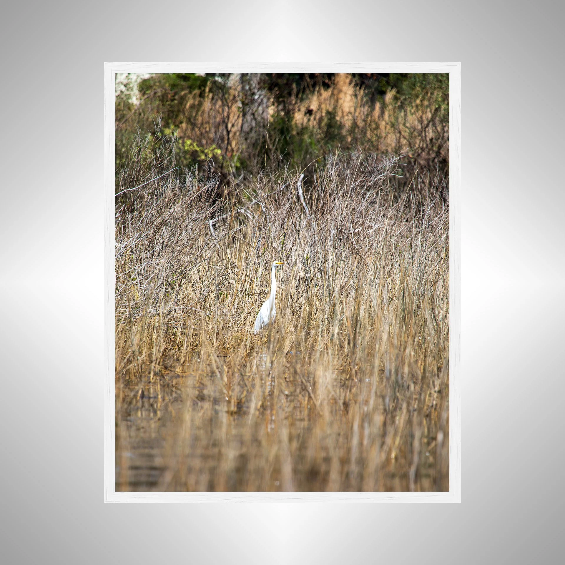 1:1 Wading Egret- White.jpg