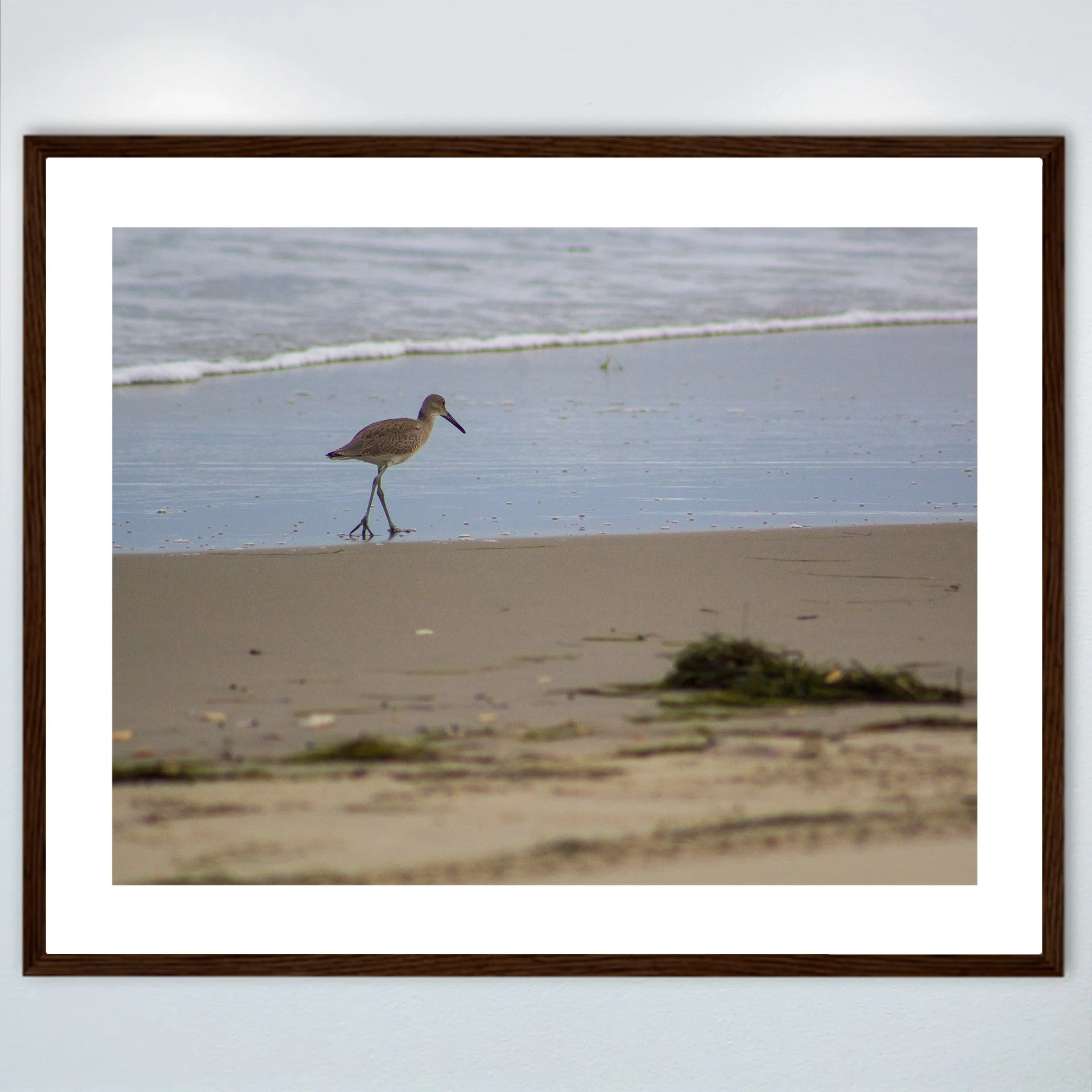 1:1 Willet Walking on Beach- Wood w: Border.jpg