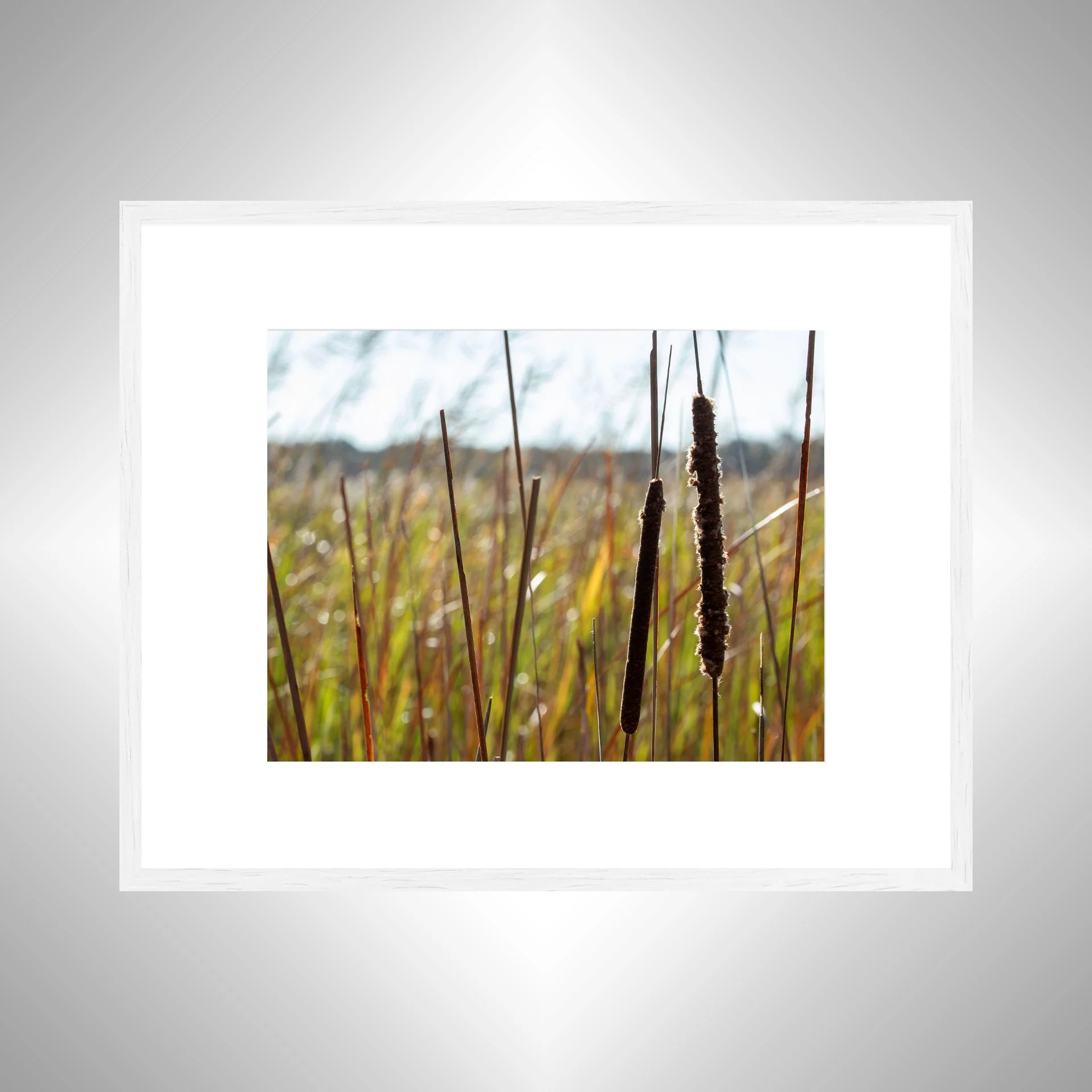 1:1 Back Bay Cattails- White Wood w: Border.jpg