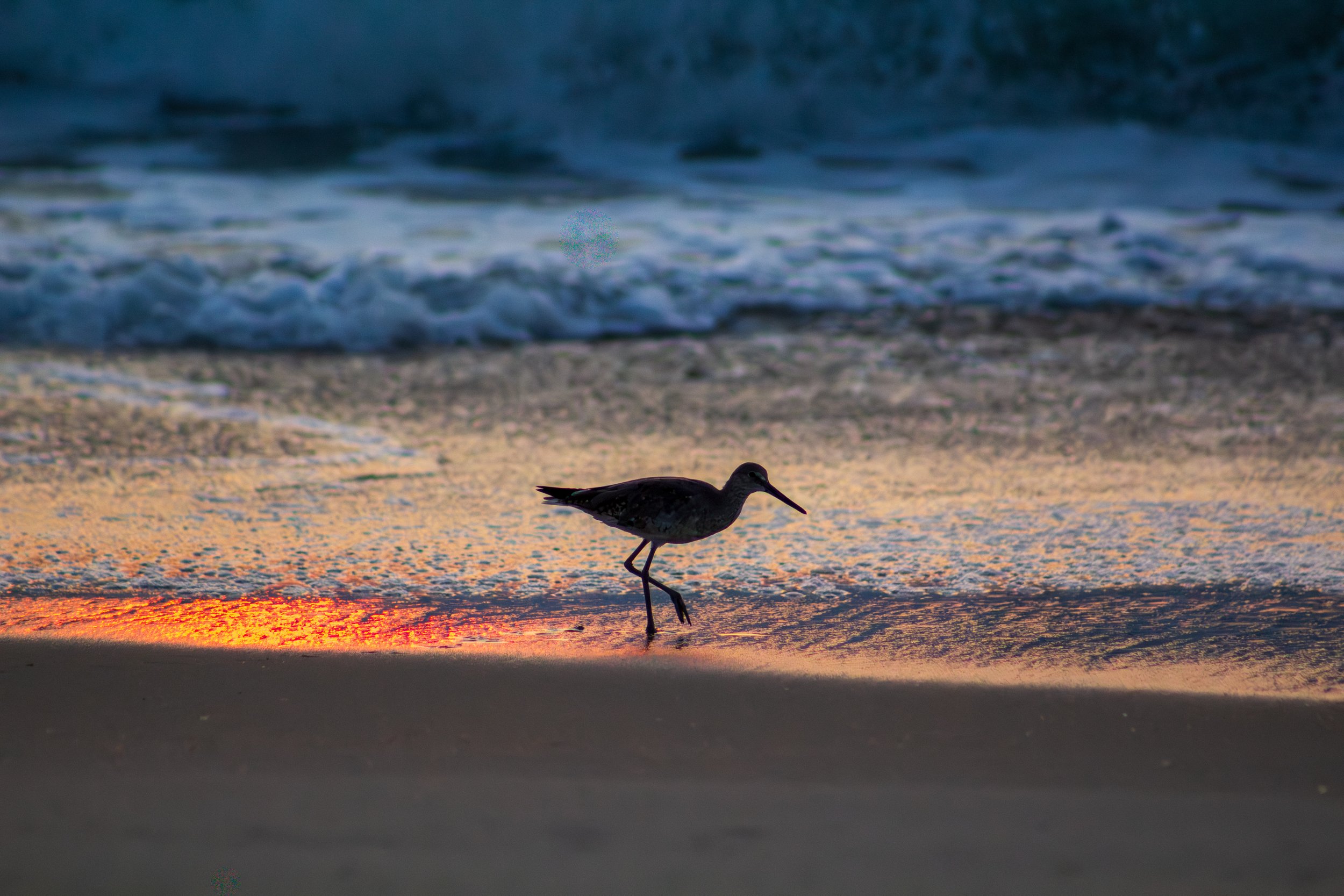 1:1 Willet Step.jpg