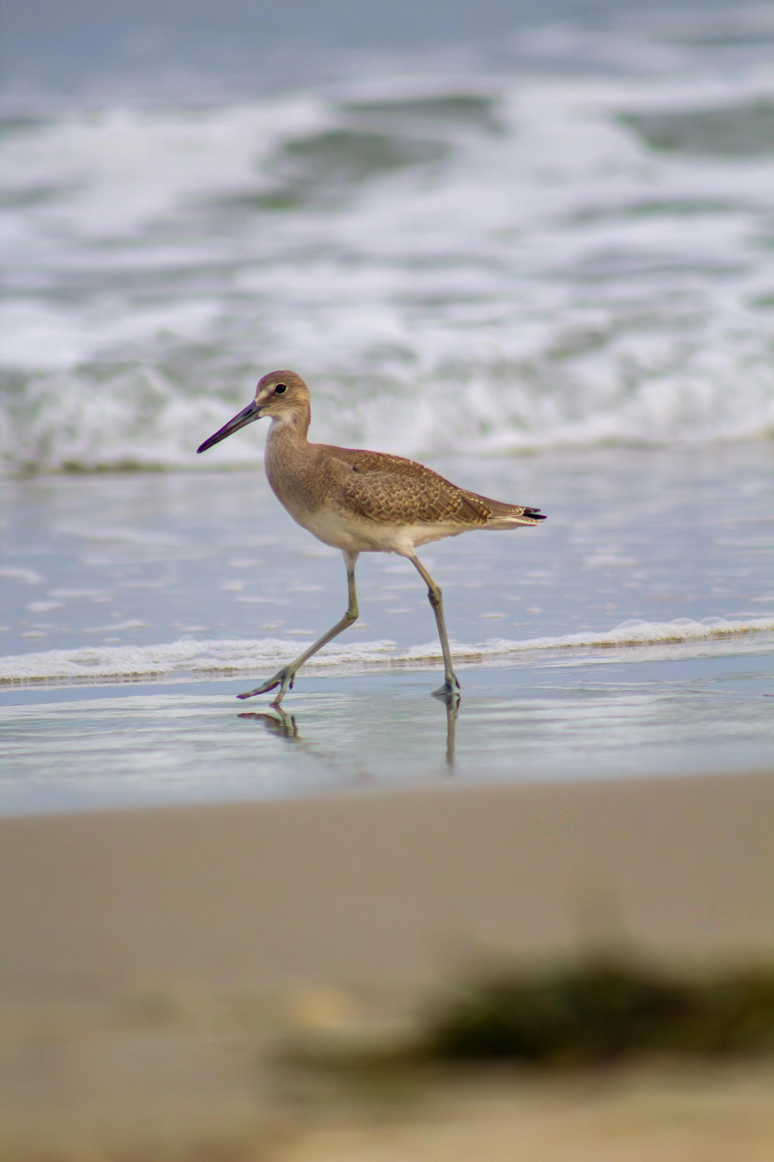 1:1 Willet Walking.jpg