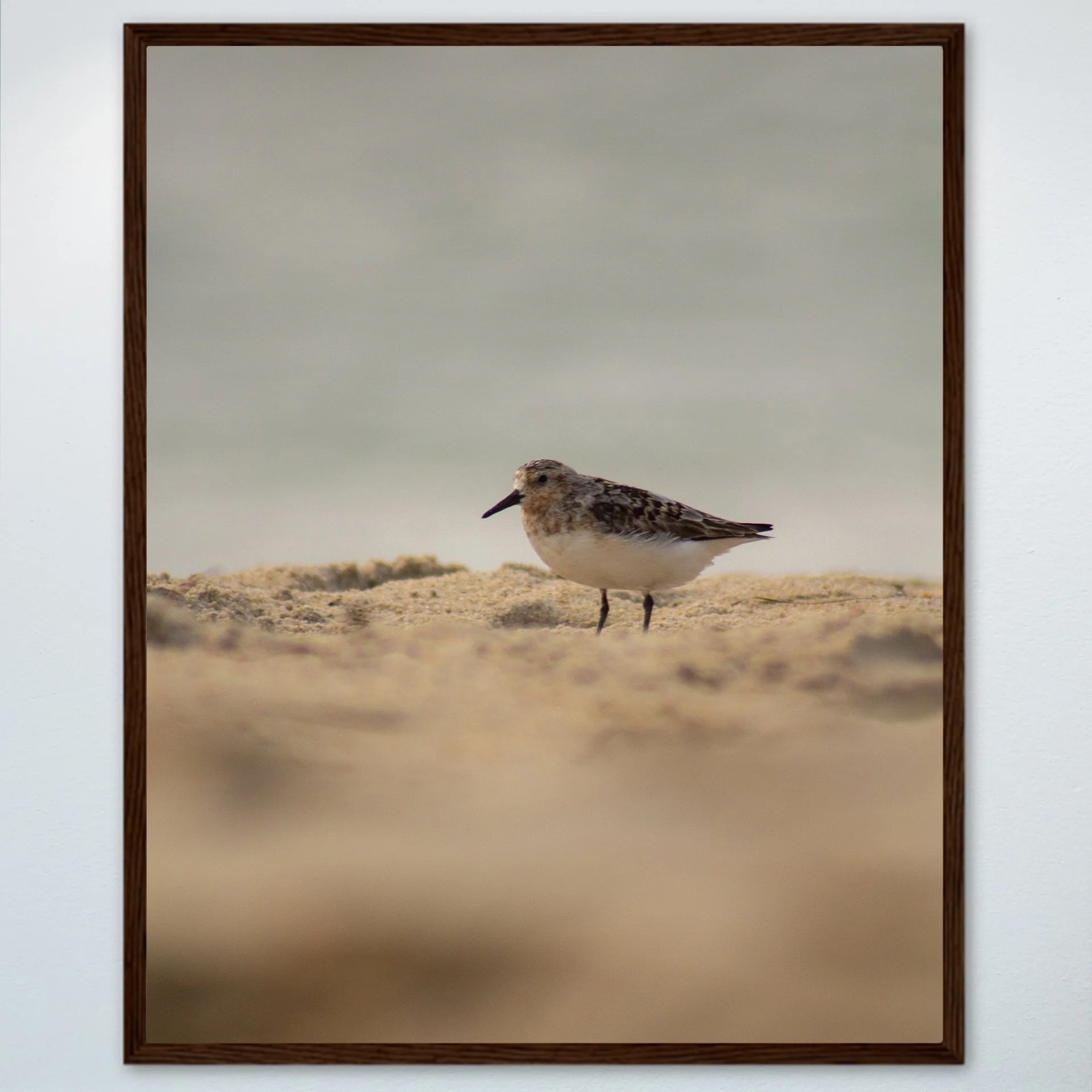 1:1 Spotted Sanderling in Hatteras- Wood.jpg