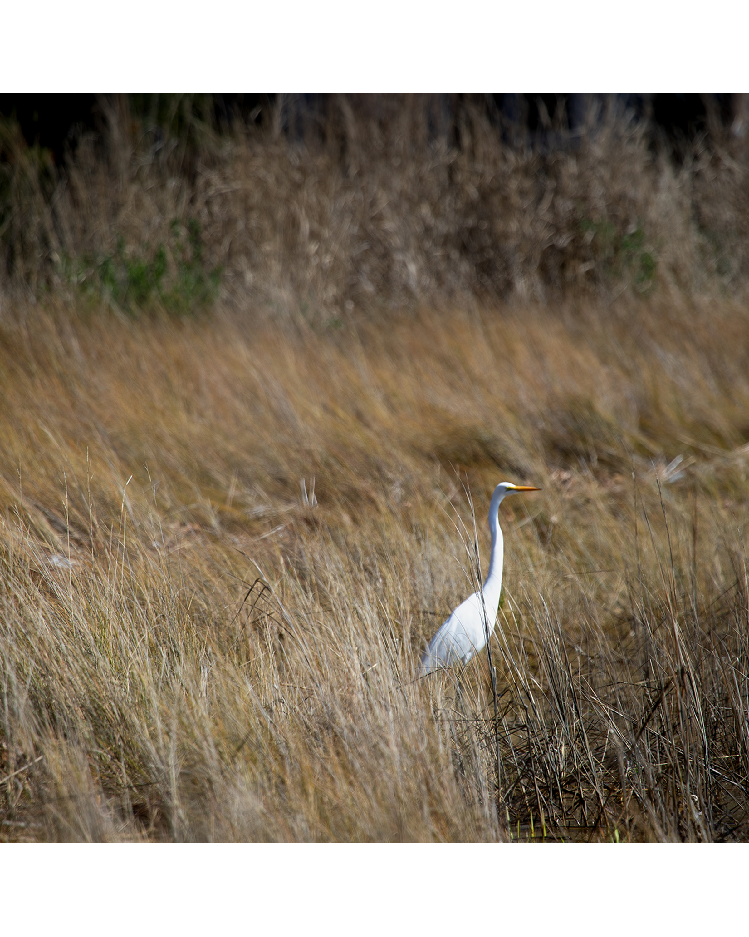 1:1 Sitting Egret (Square).png