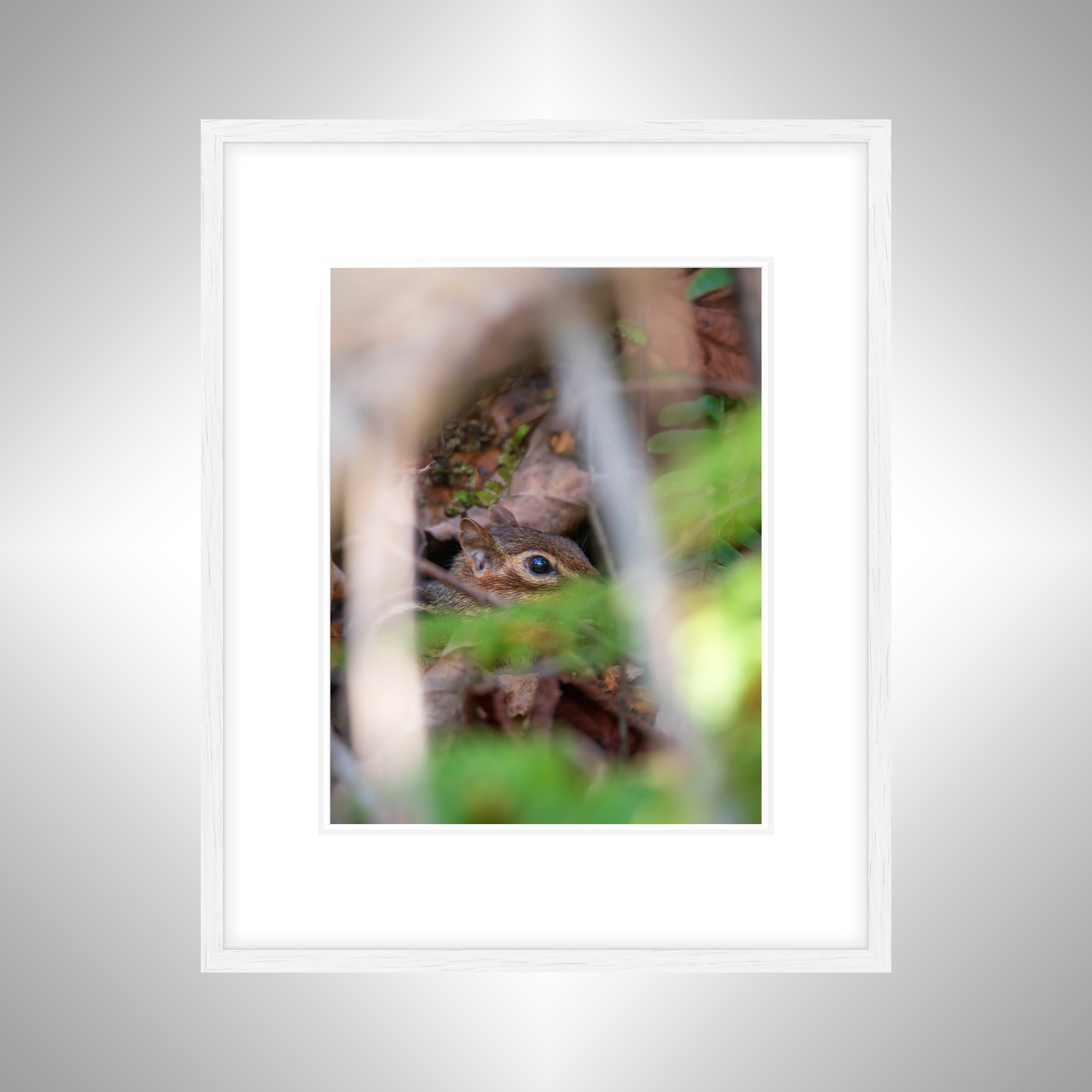 1:1 Shenandoah Mountain Chipmunk thru Foliage- White w: Border.jpg