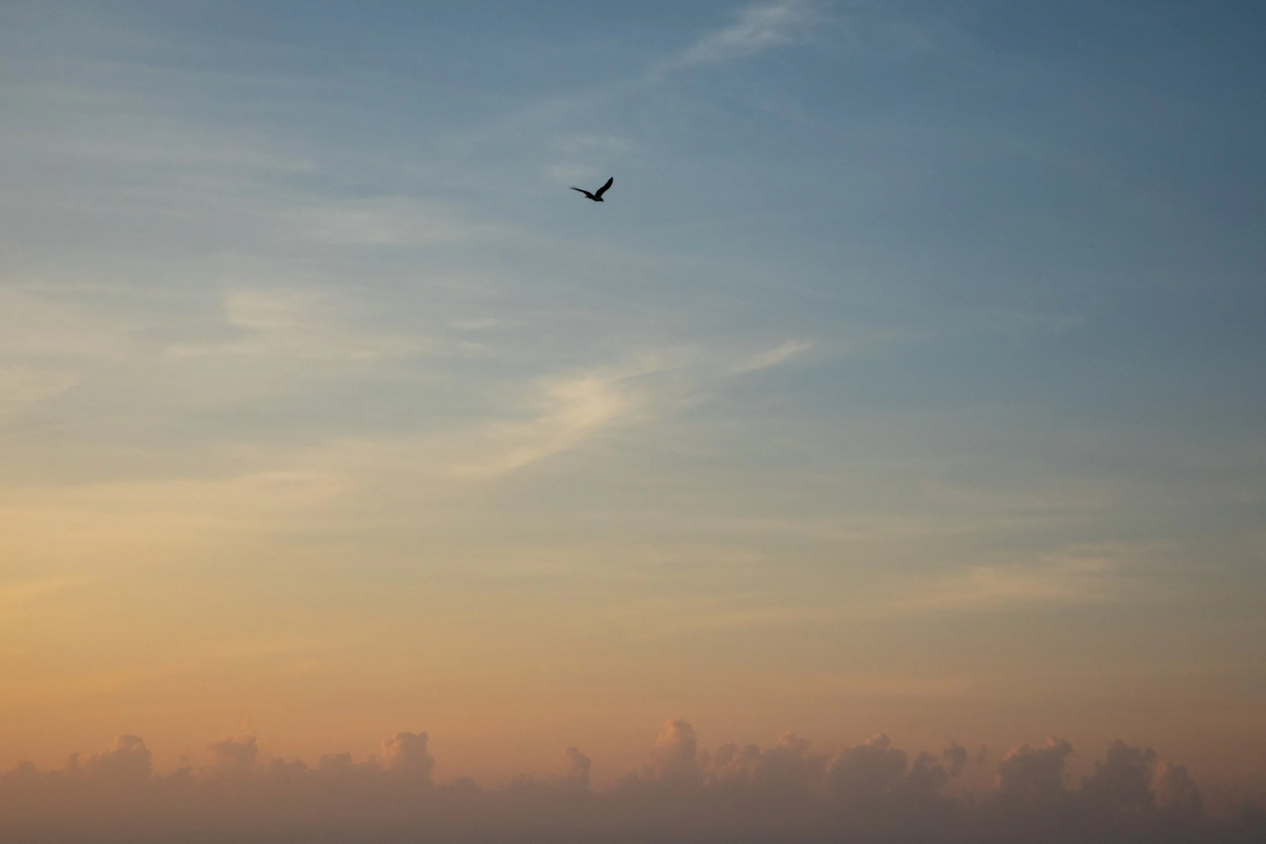 1:1 Seagull infront of Sunrise Clouds.jpg
