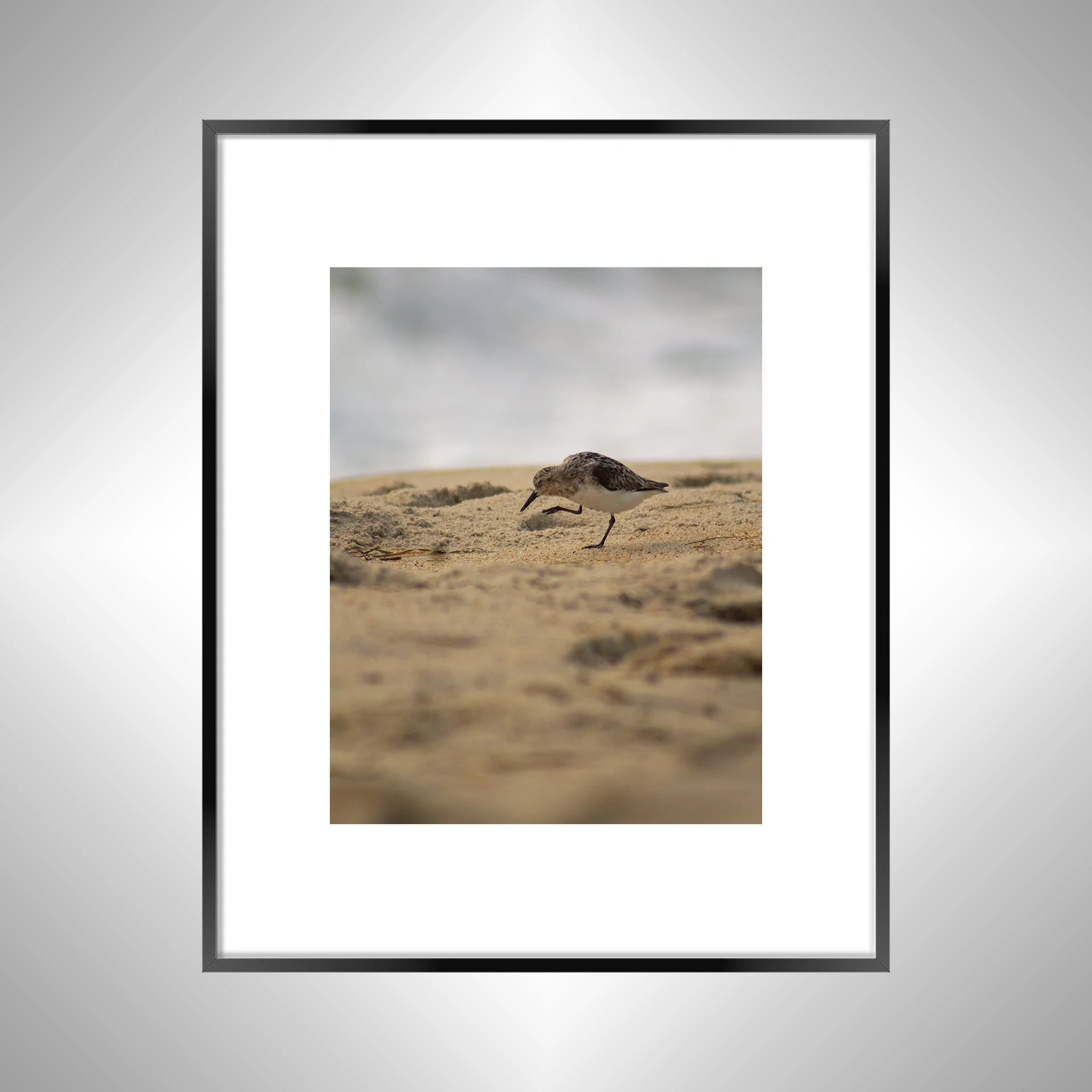 1:1 Rodanthe Sanderling Itching- Black w: Border.jpg