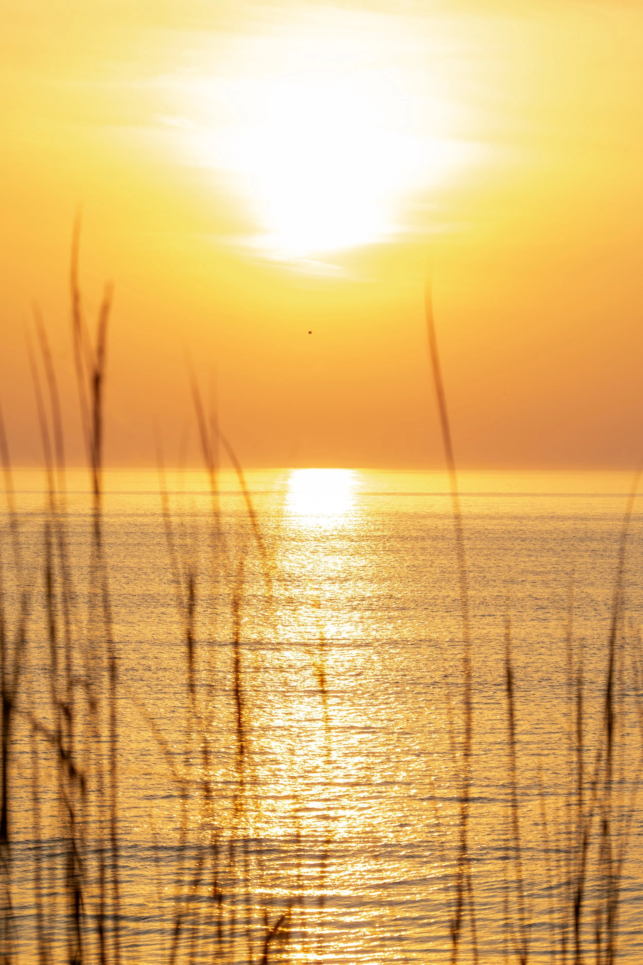 1:1 Sunrise thru Dunegrass with Seagull Flying By.jpg