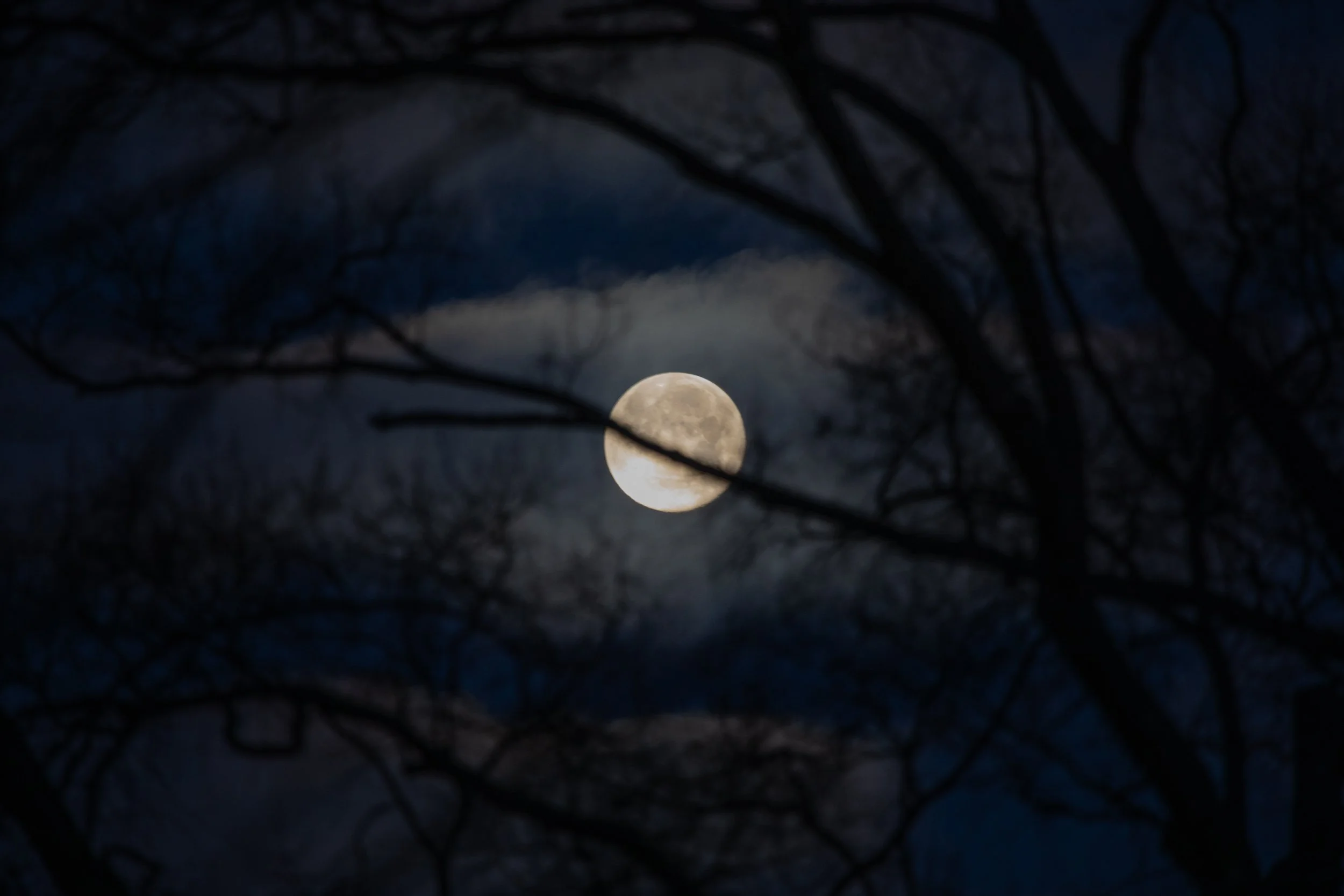 1:1 Moon thru Tree Branches.jpg